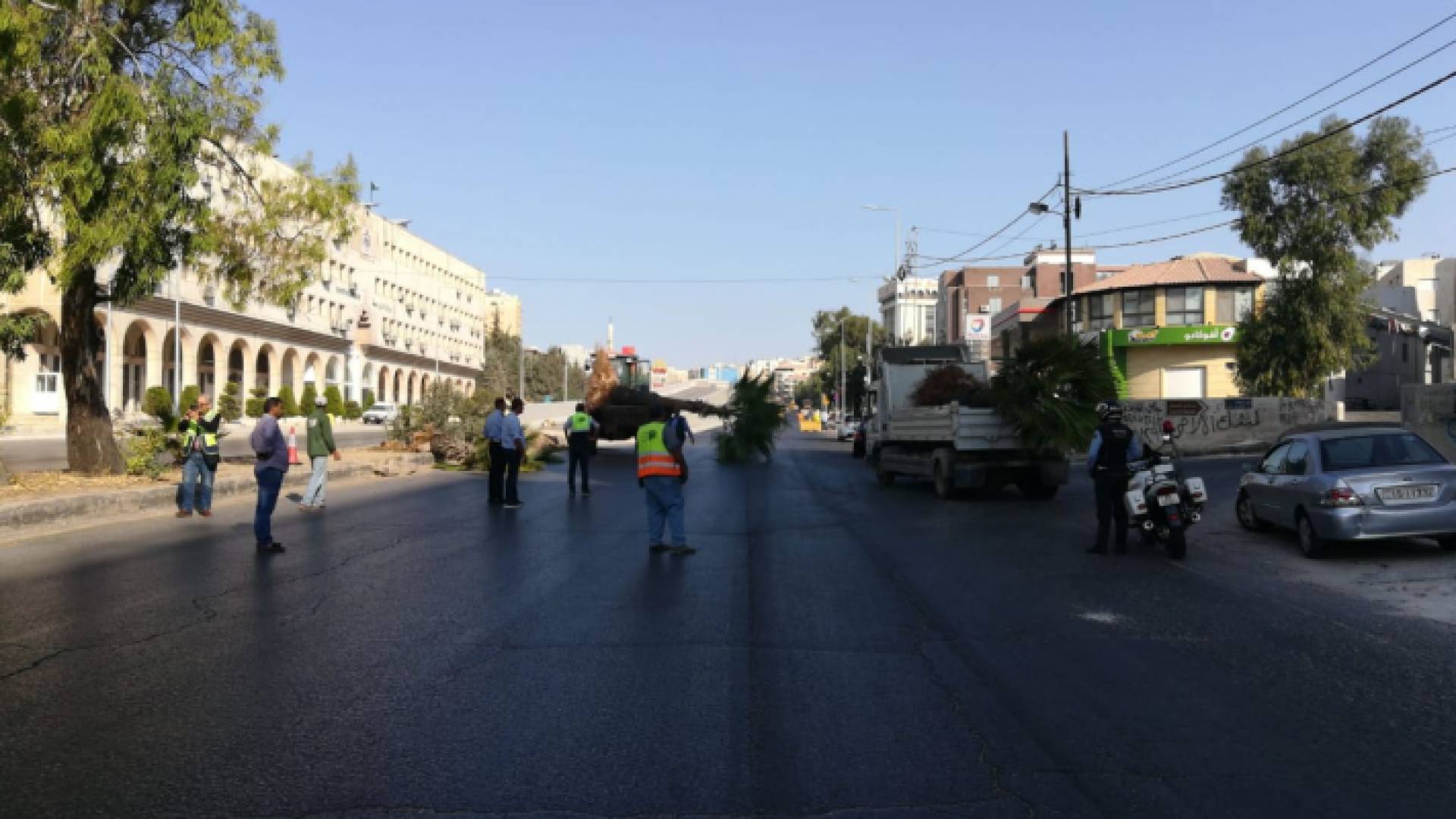 خلع أشجار "واشنطونيا" من شارع الملكة رانيا في عمان