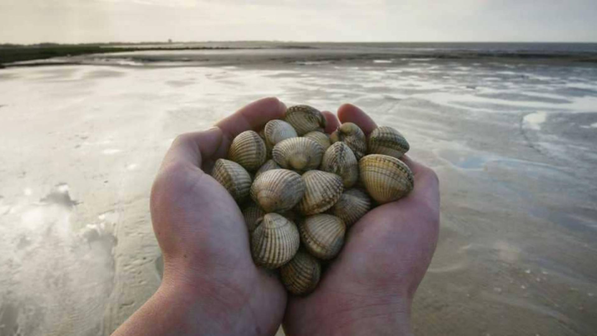 مواد في القواقع البحرية قد تحمل أملا لمرضى السرطان