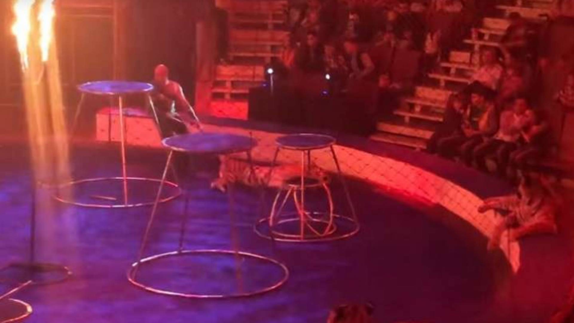 "نمر "يصاب بنوبة صرع أثناء عرض السيرك في روسيا