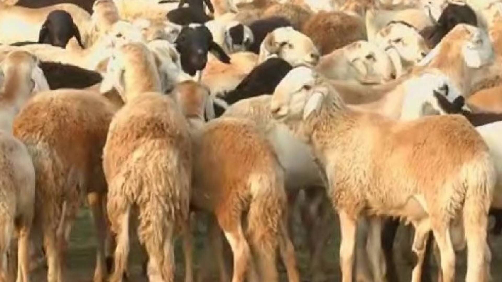 ارشيفية