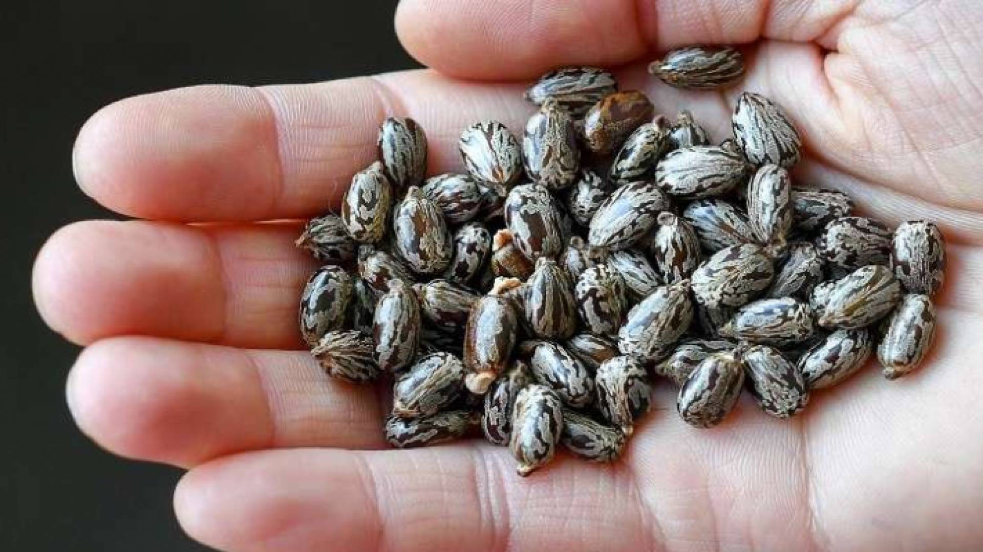 بذور نبات الخروع، التي تحتوي على مادة الريسين السامة