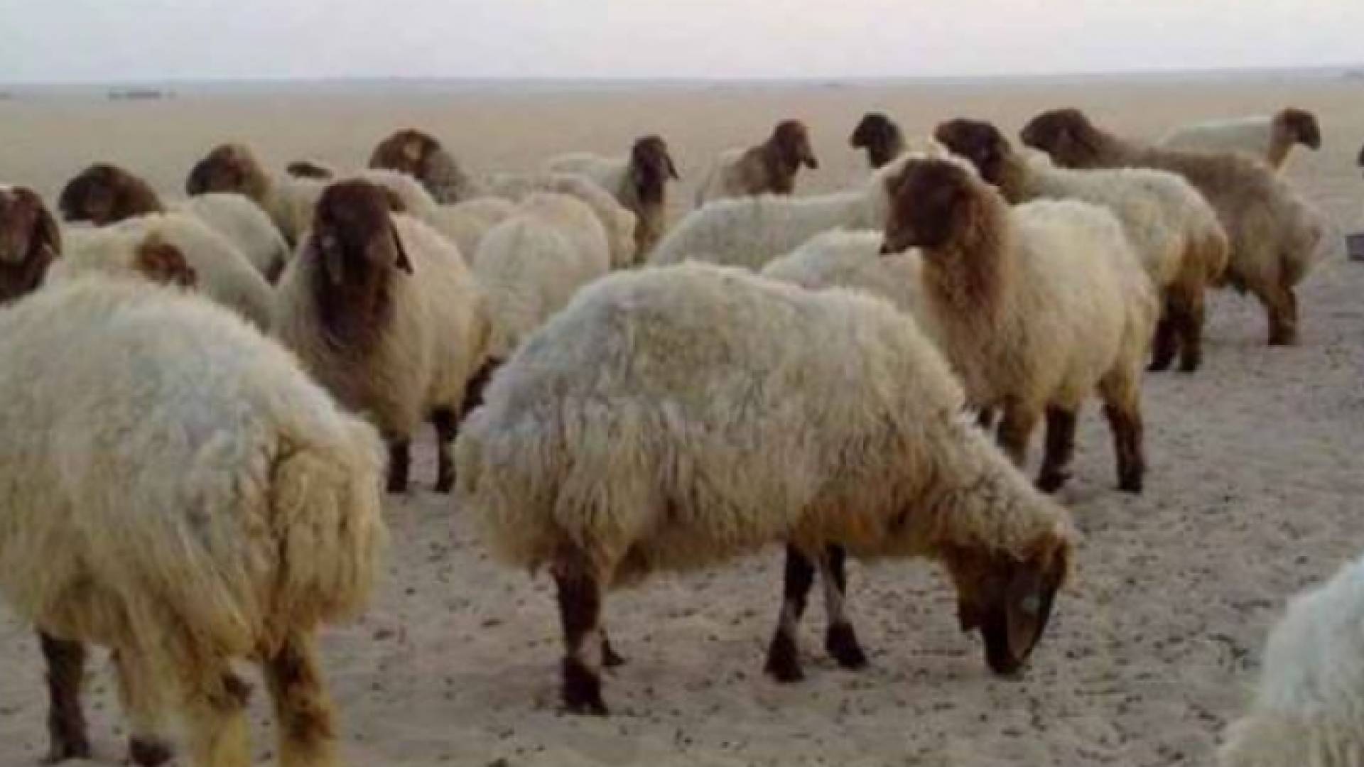 ارشيفية