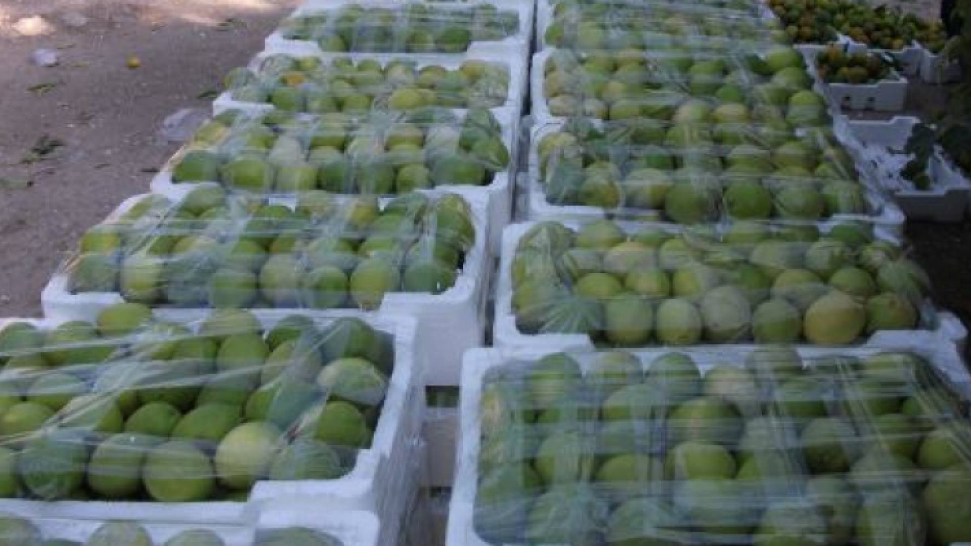 ارشيفية