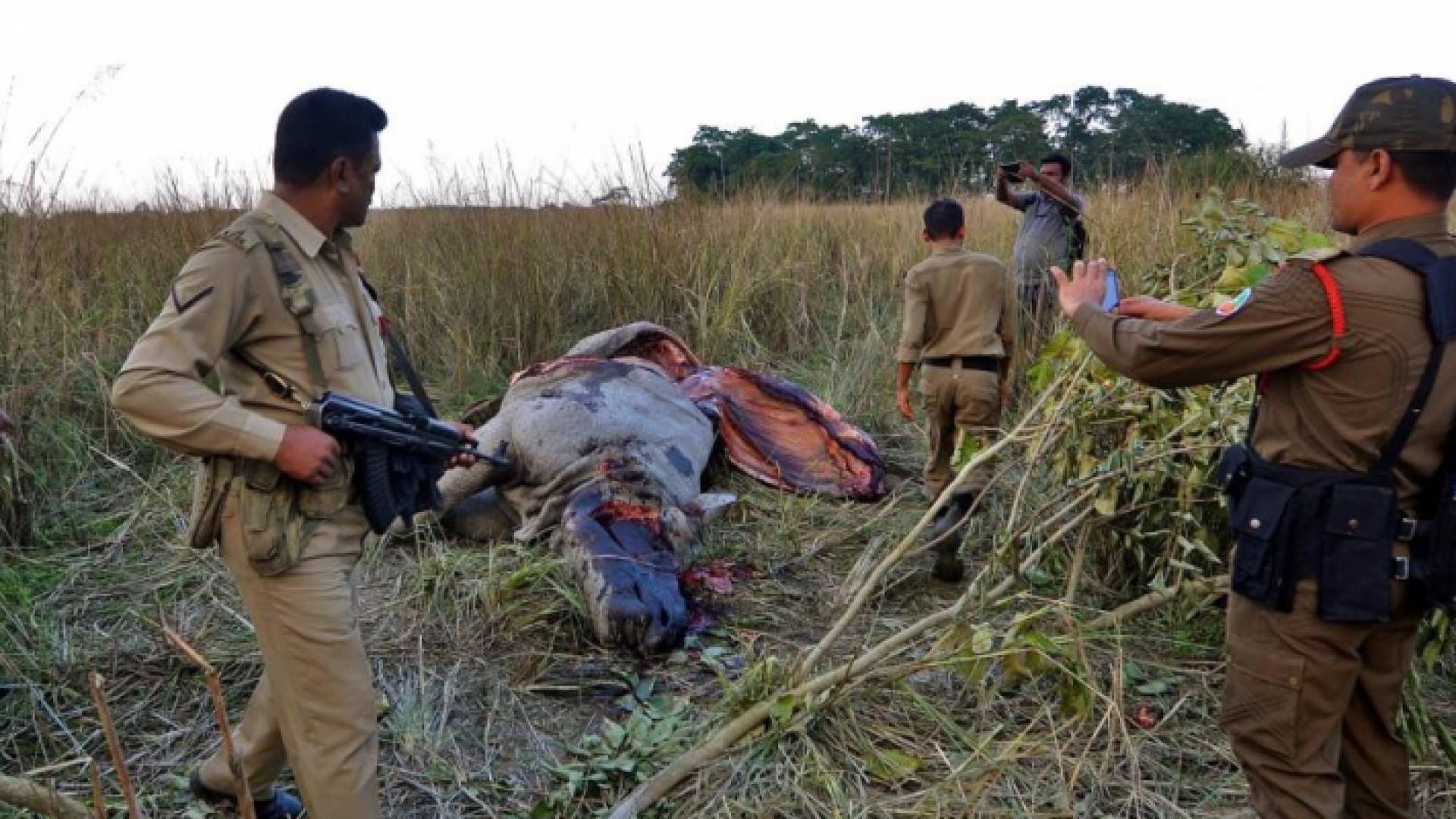 قتل حيوان بري - ارشيفية
