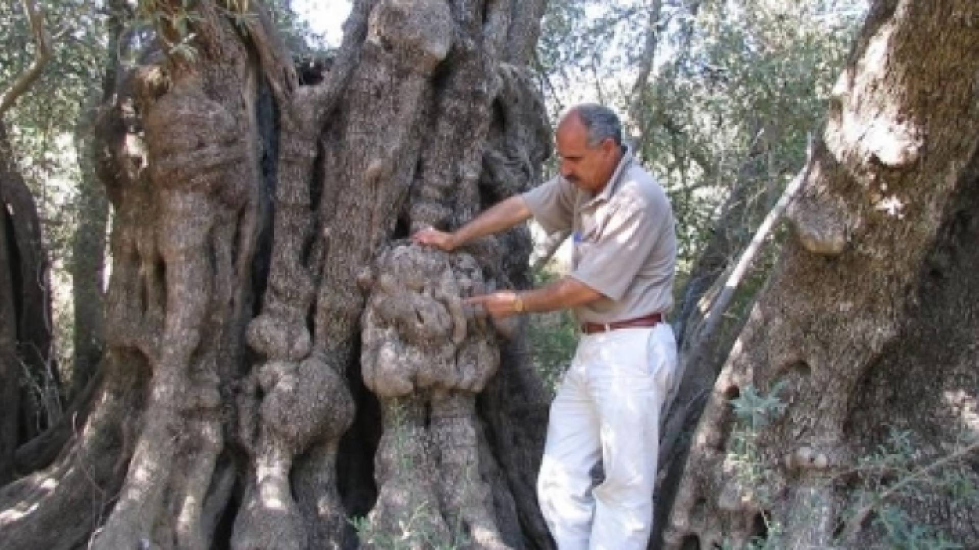 صورة لأكبر شجرة زيتون فلسطينية