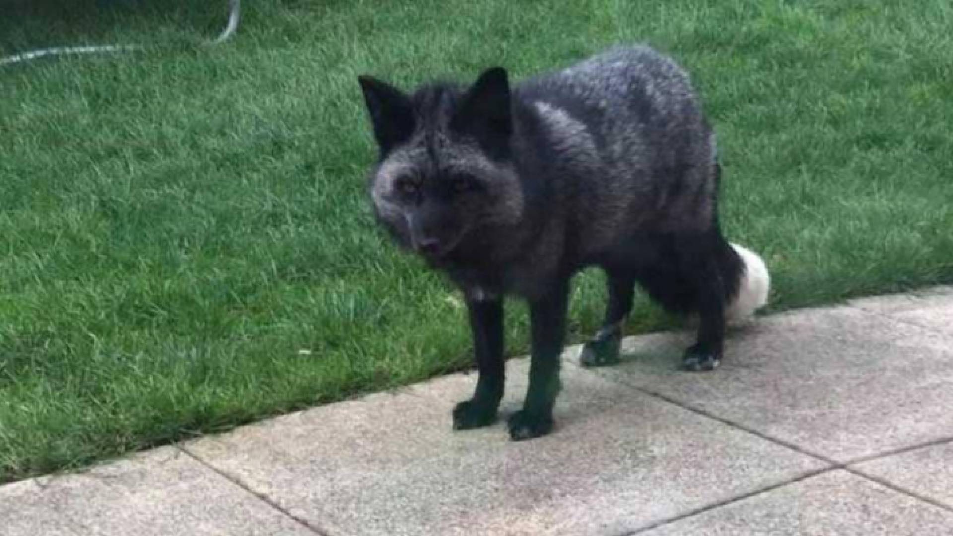 الثعلب الرمادي