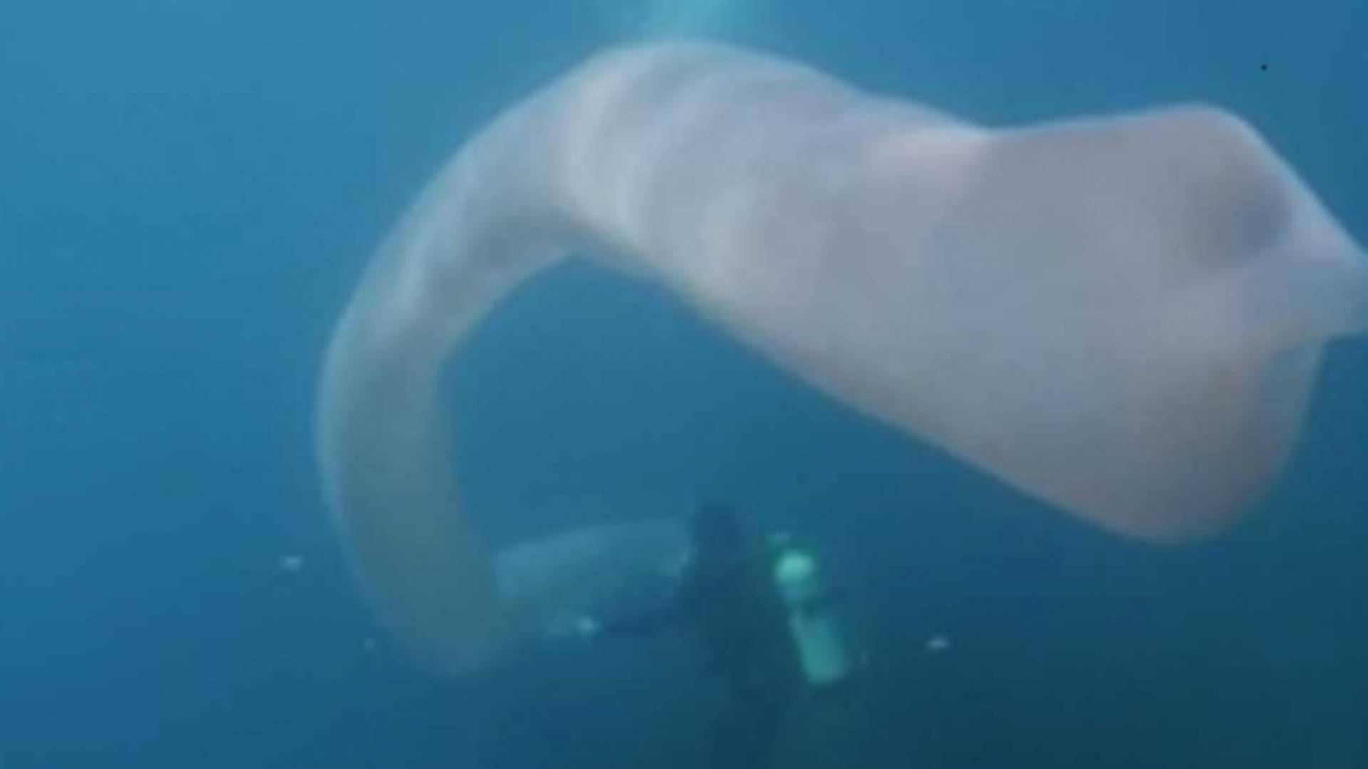 مخلوق بحري غريب