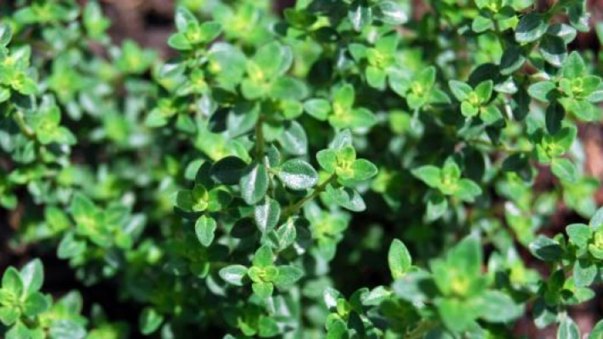 نبات الزعتر