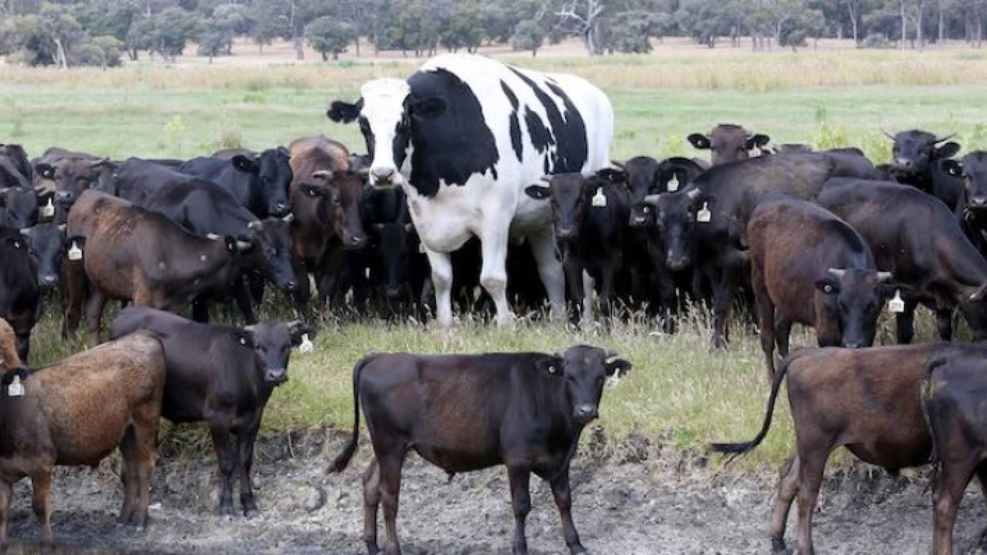 ثاني أضخم بقرة في العالم