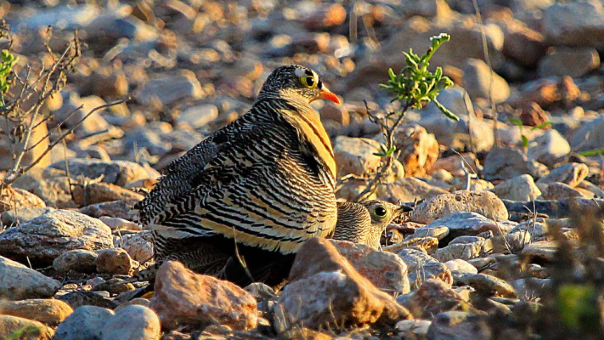 طائر القطا المخطط