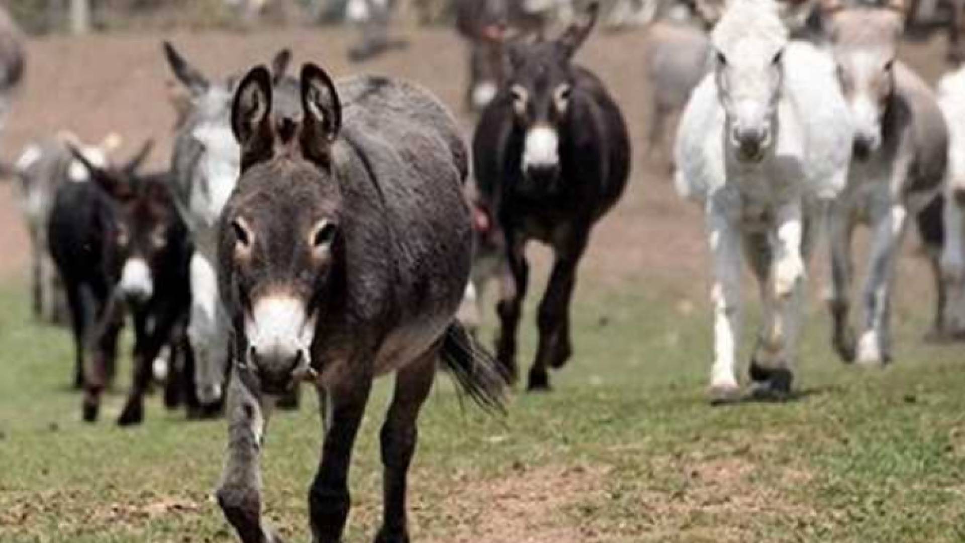 حمير - ارشيفية