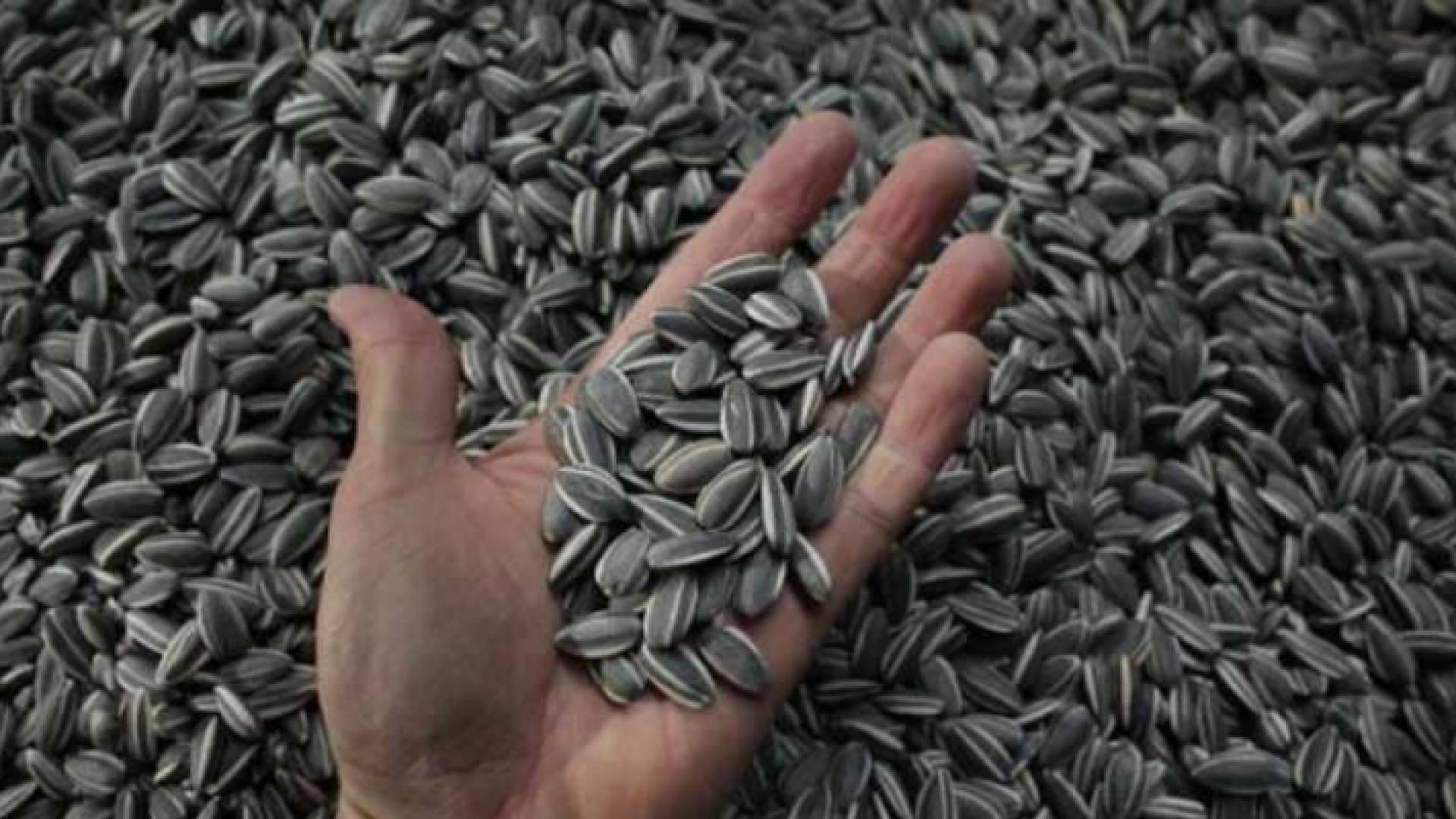 بذور عباد الشمس أغنى مصدر لفيتامين E