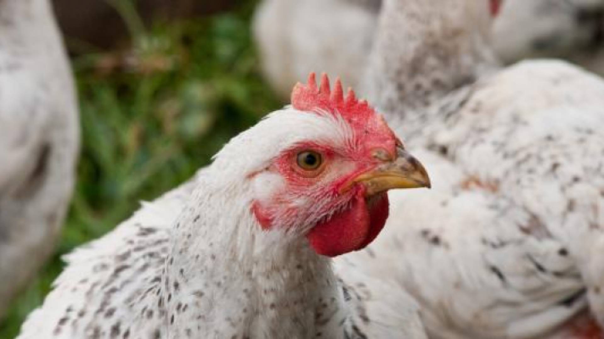 دجاج - ارشيفية