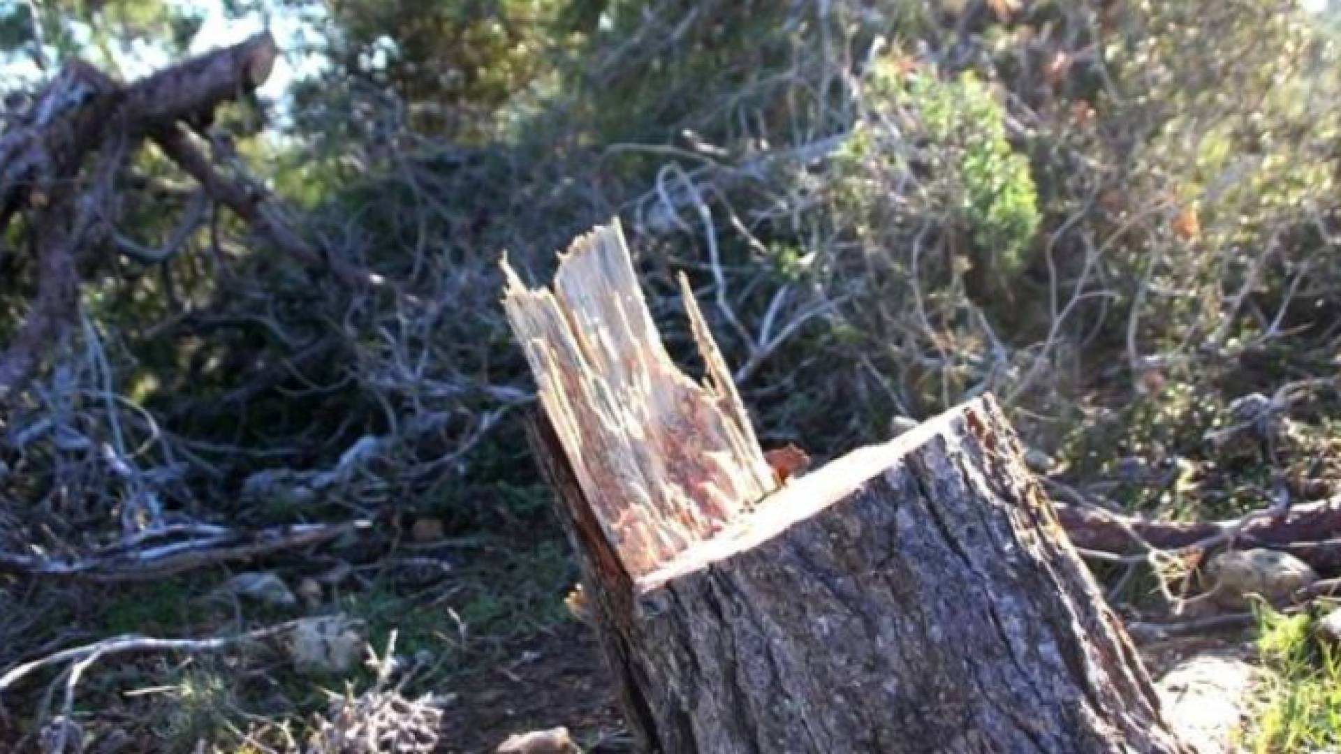 قطع أشجار - ارشيفية