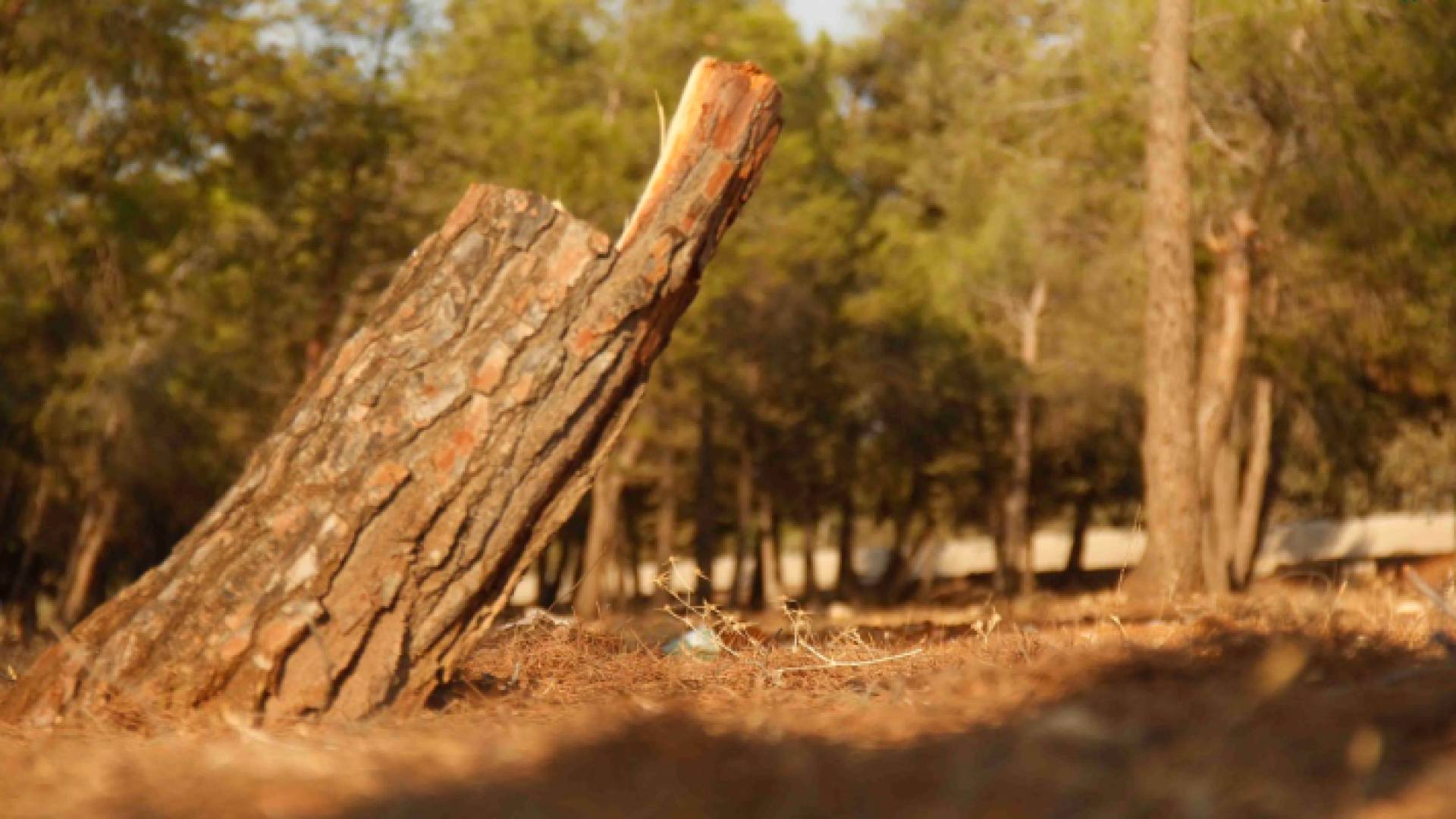 قطع اشجار - ارشيفية