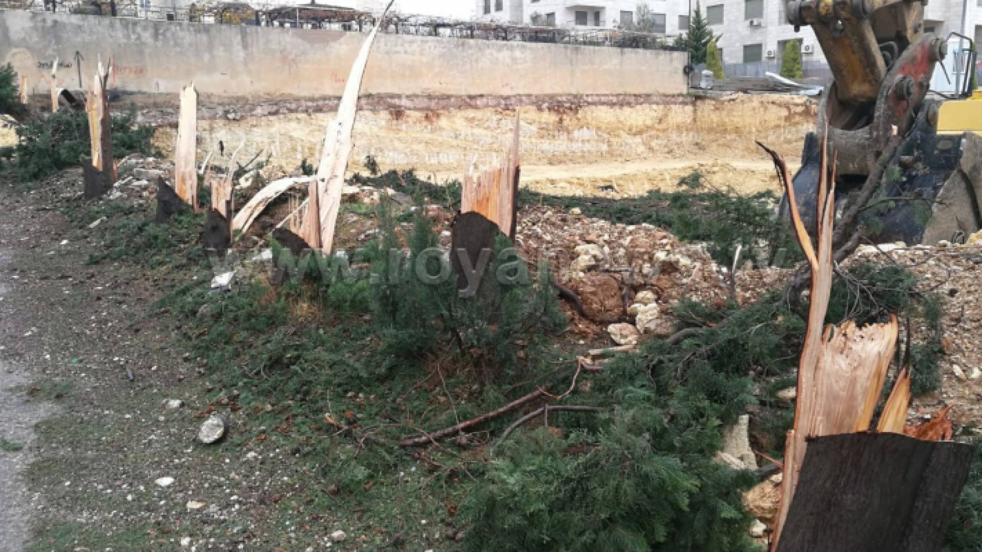 "مجزرة" بحق الثروة الحرشية في شارع " الجاردنز بعمان