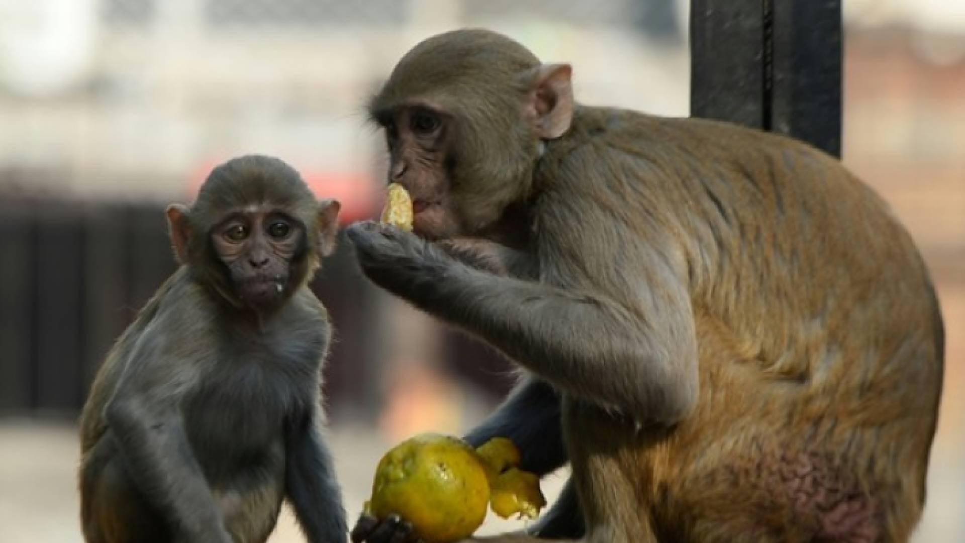 قرد - ارشيفية