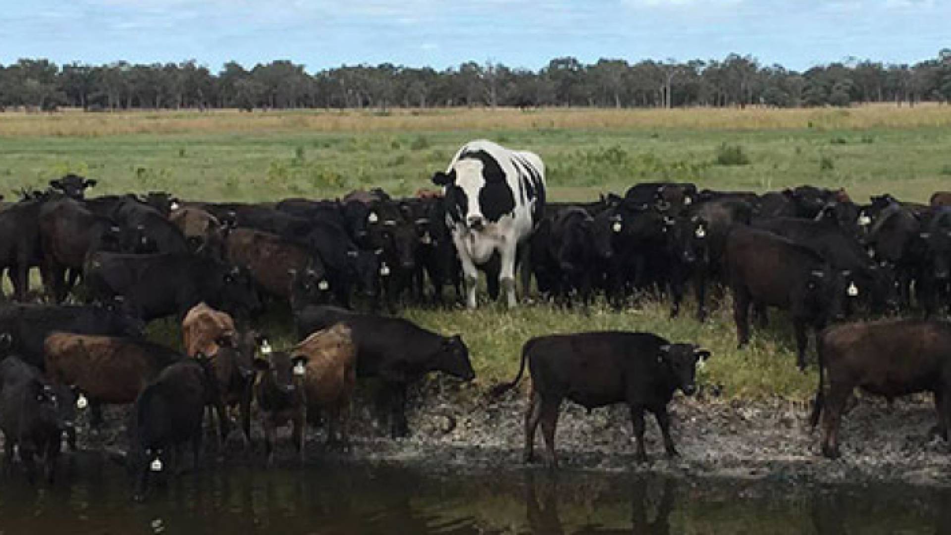 الثور الكبير للغاية "نيكرز"