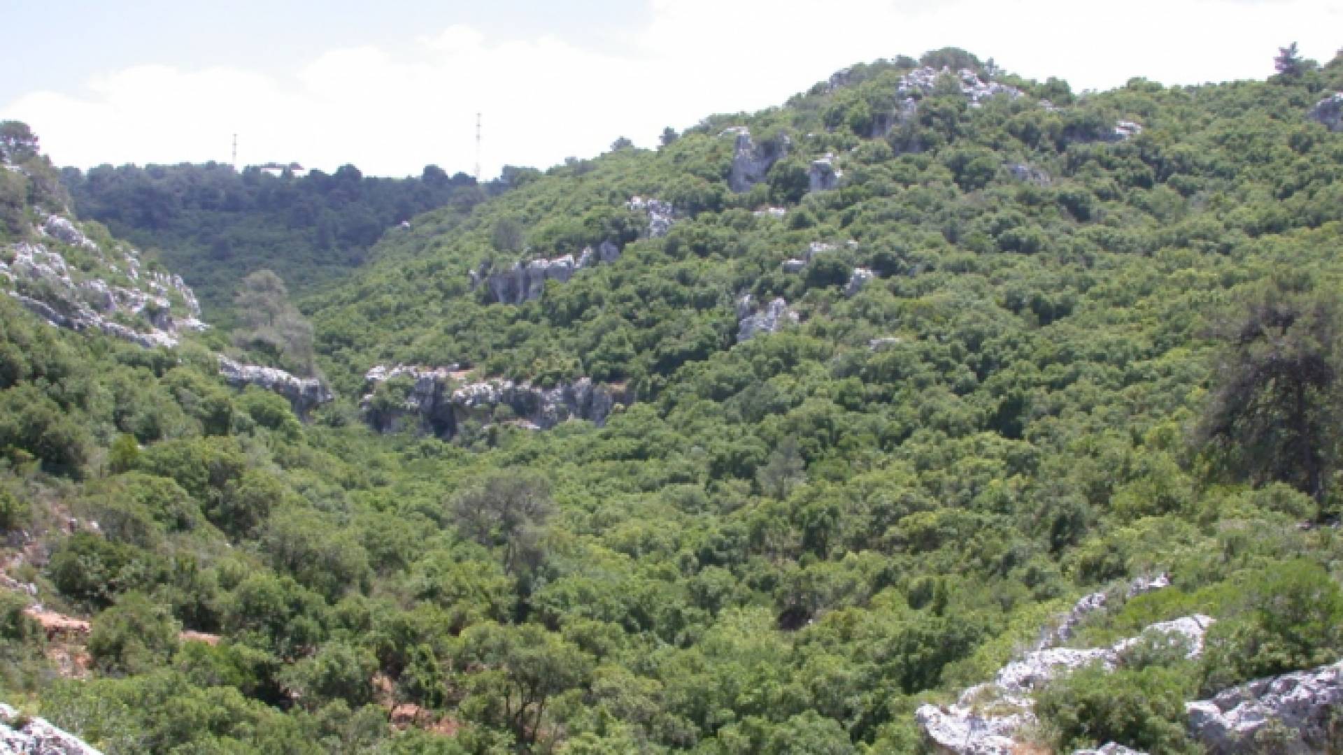 احراش جرش - ارشيفية