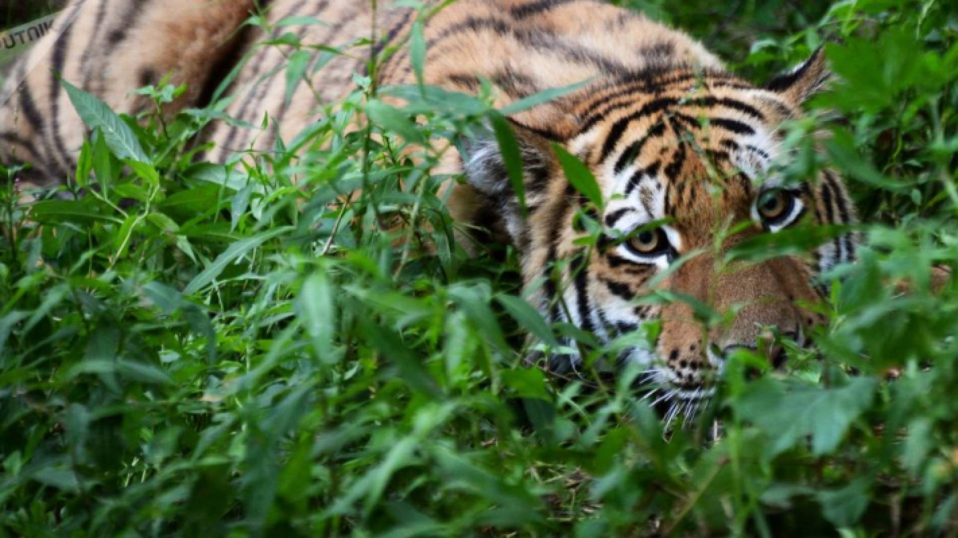 نمر - ارشيفية