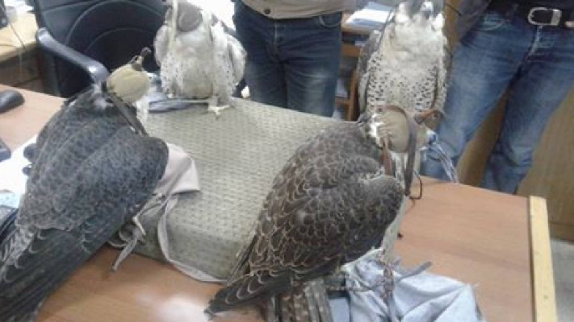 جمرك "العمري" يتعامل مع (238) قضية جمركية خلال عام 2018