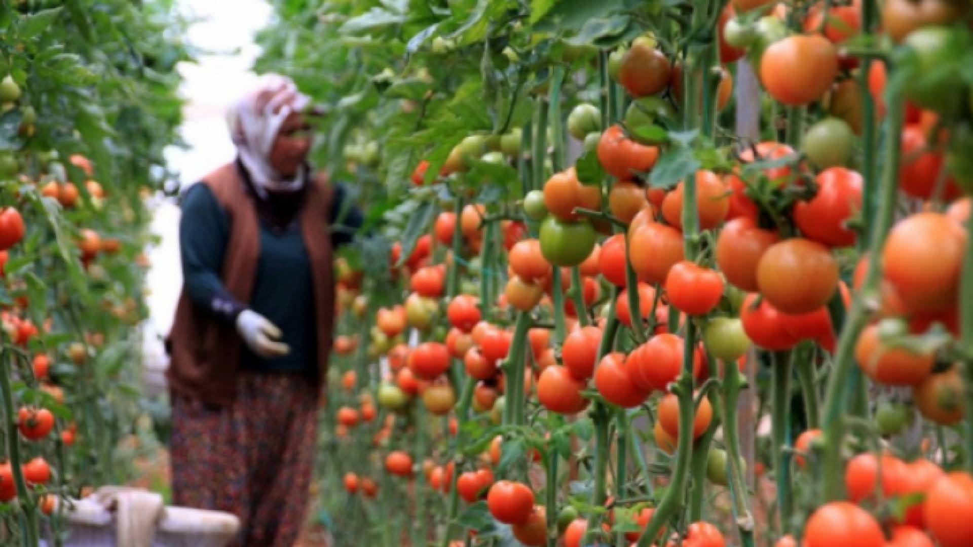 مزارعة أردنية - ارشيفية