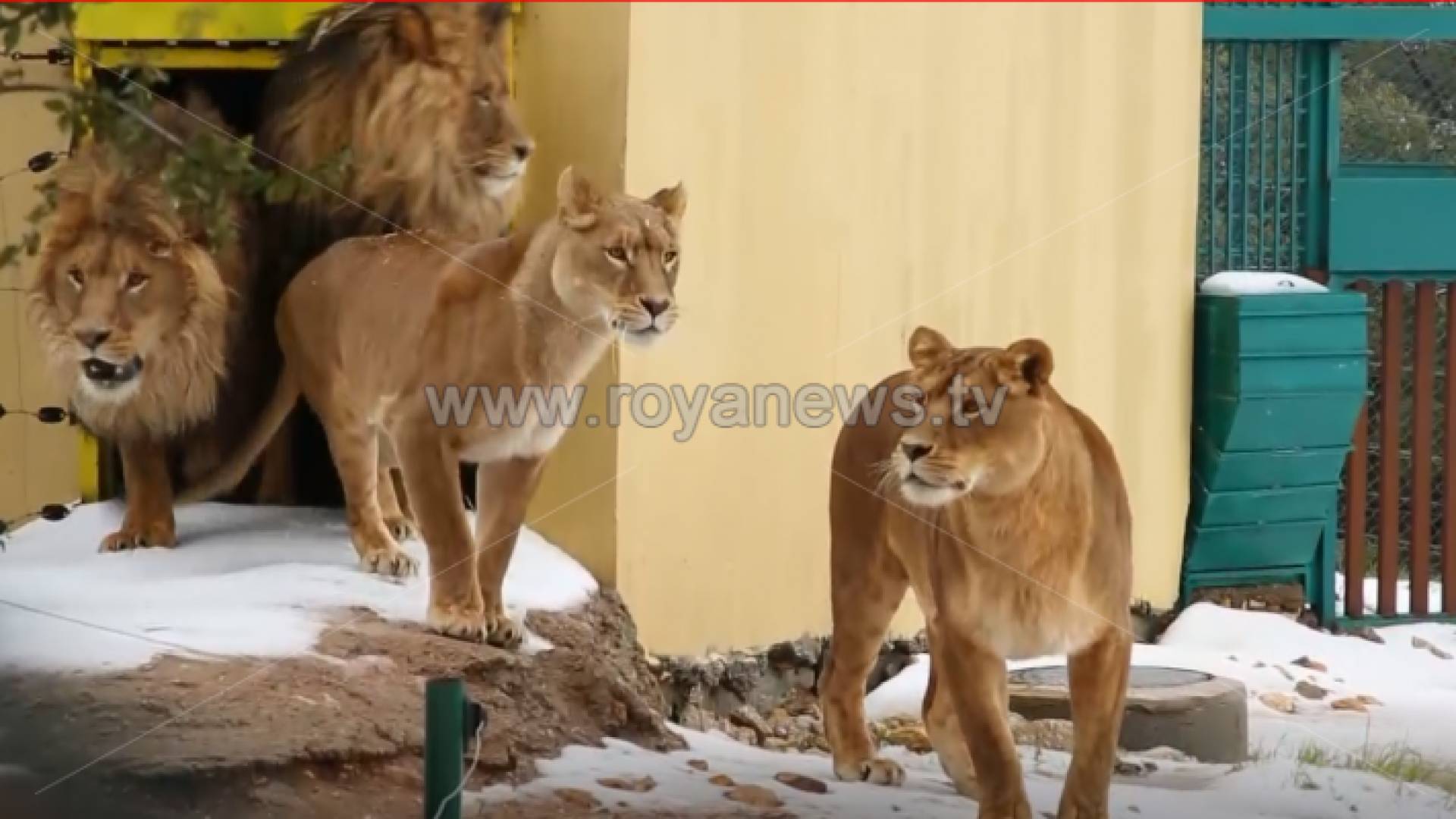 لقطات حصرية للأسود والنمور في محمية المأوى وسط ثلوج جرش