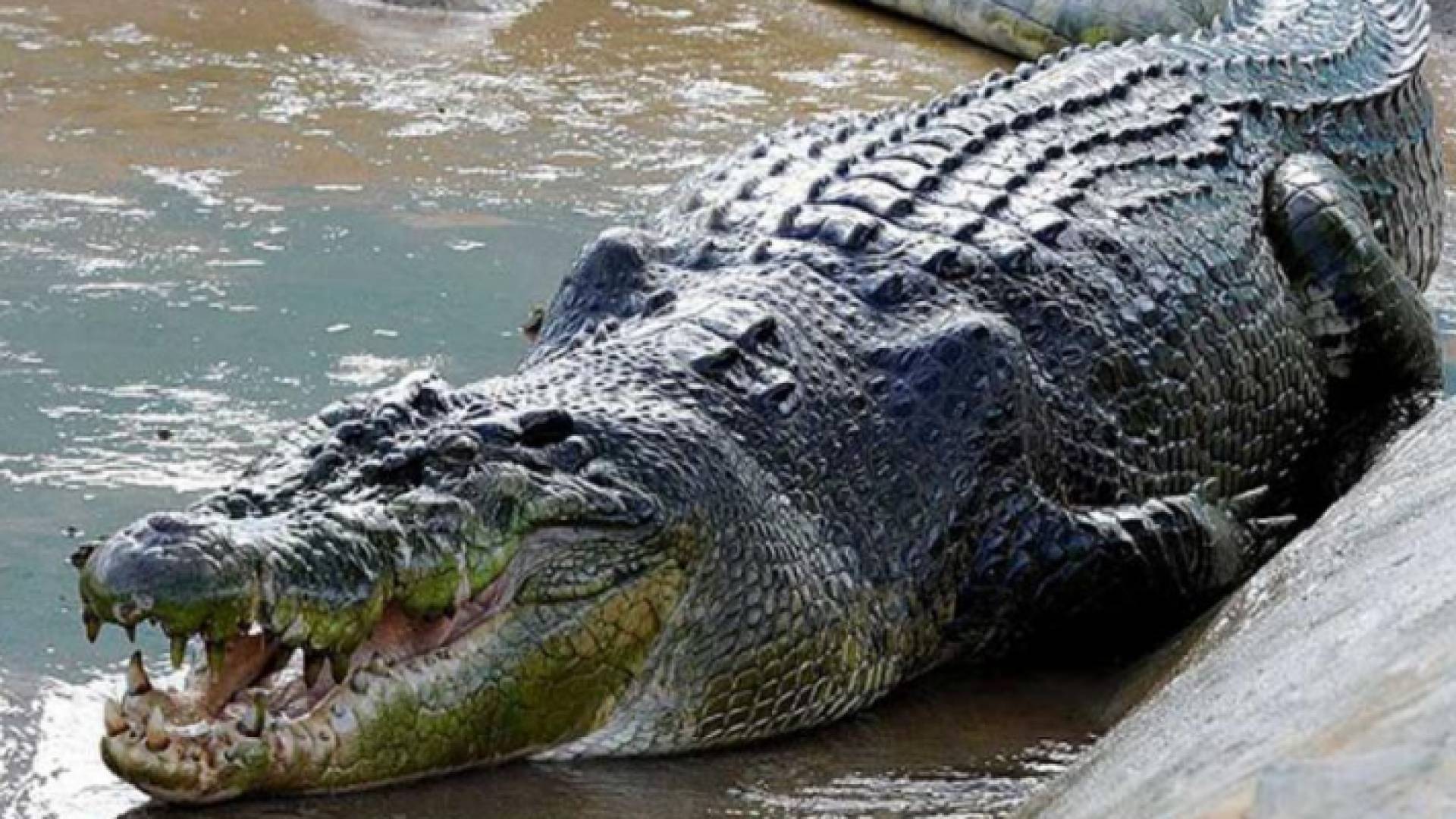 تمساح - ارشيفية