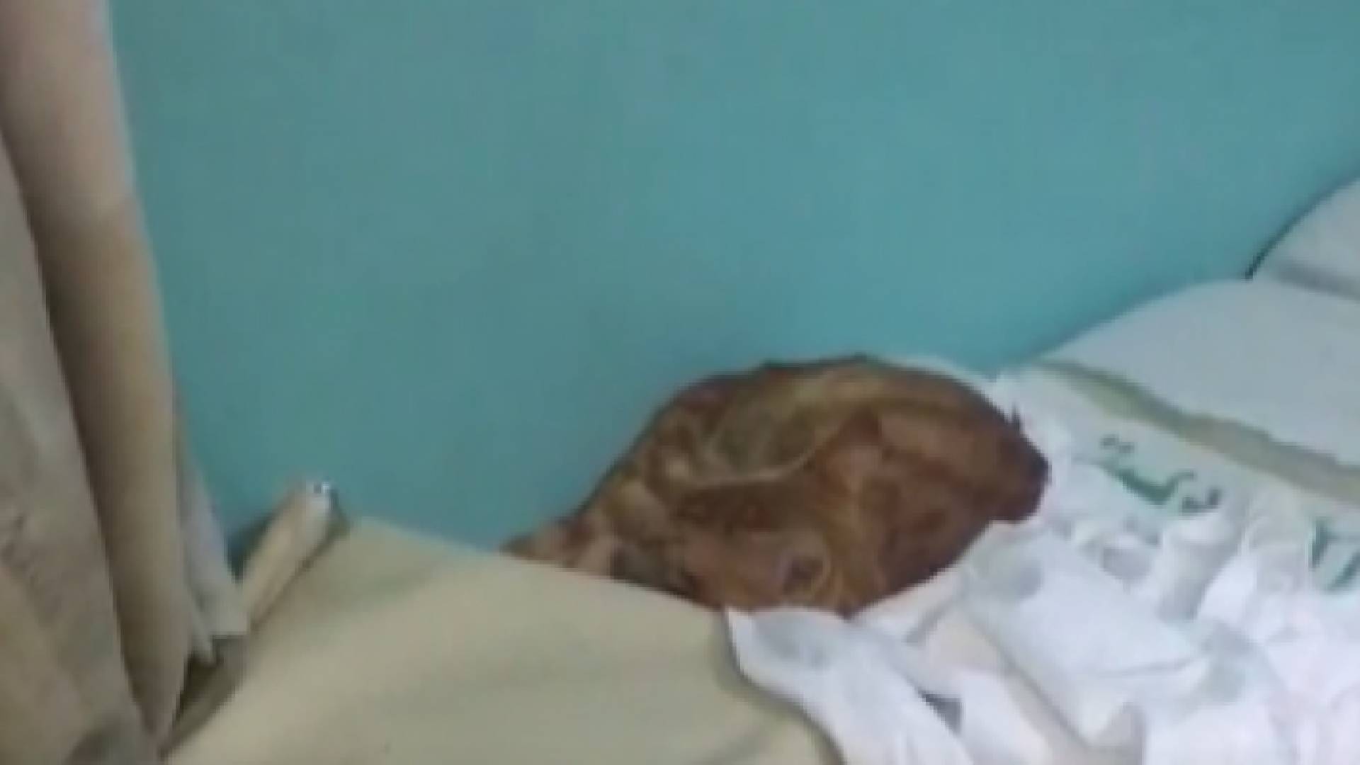 صورة من الفيديو