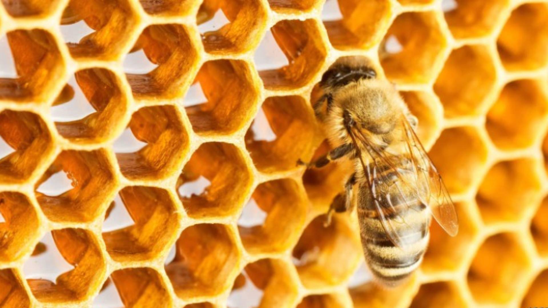 خلية نحل - تعبيرية