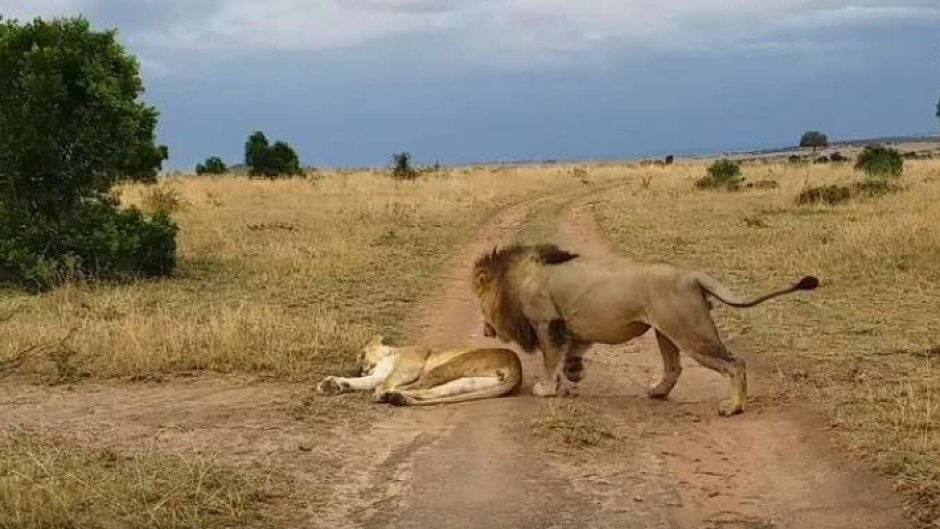 أسد يمازح لبؤة ويثير ذعرها