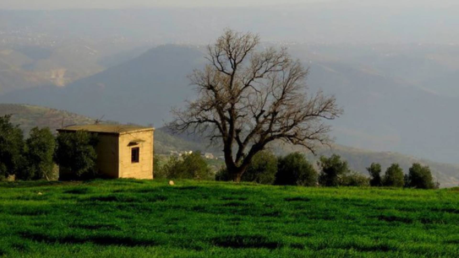 ارشيفية