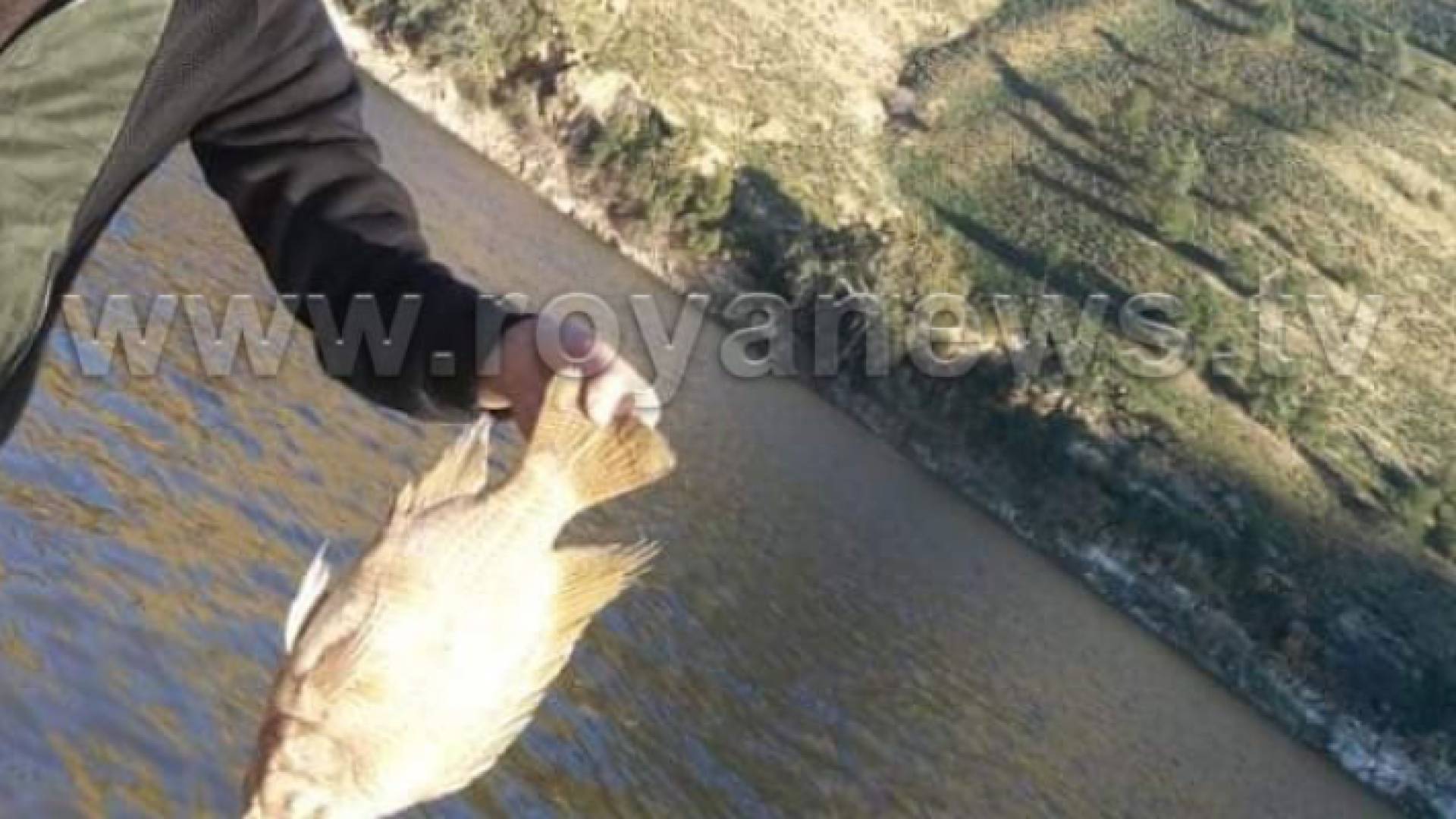 صورة للاسماك النافقة في سد الملك طلال