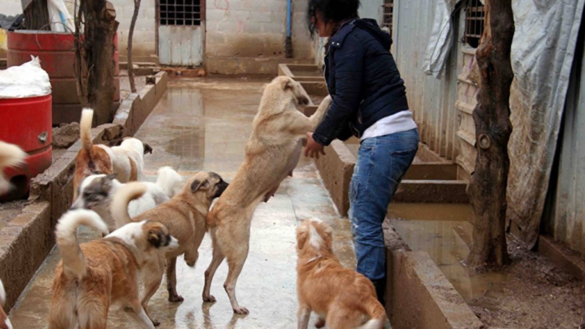 من مزرعة الحيوانات الخاصة بها