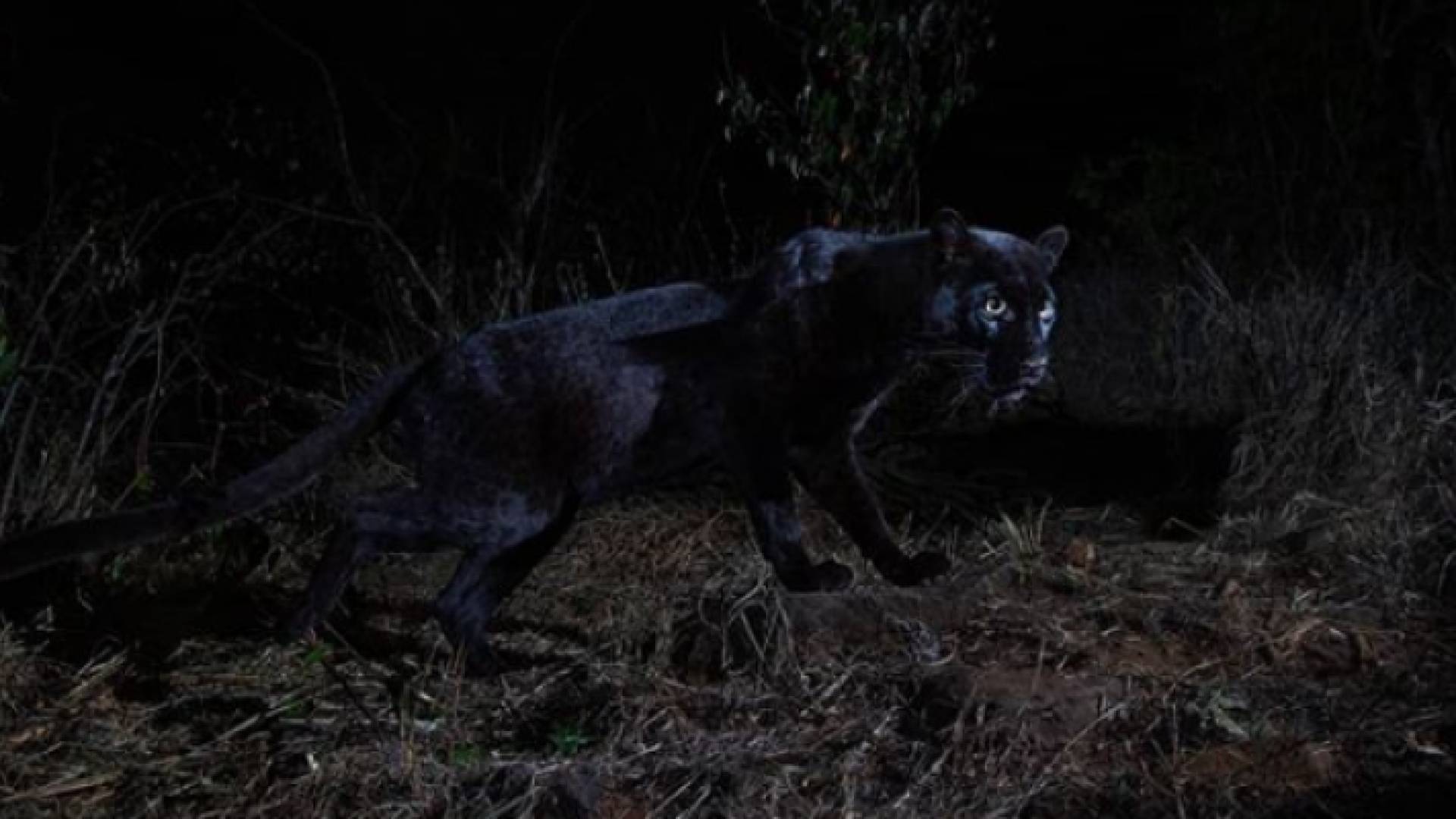 فهد أسود في أفريقيا