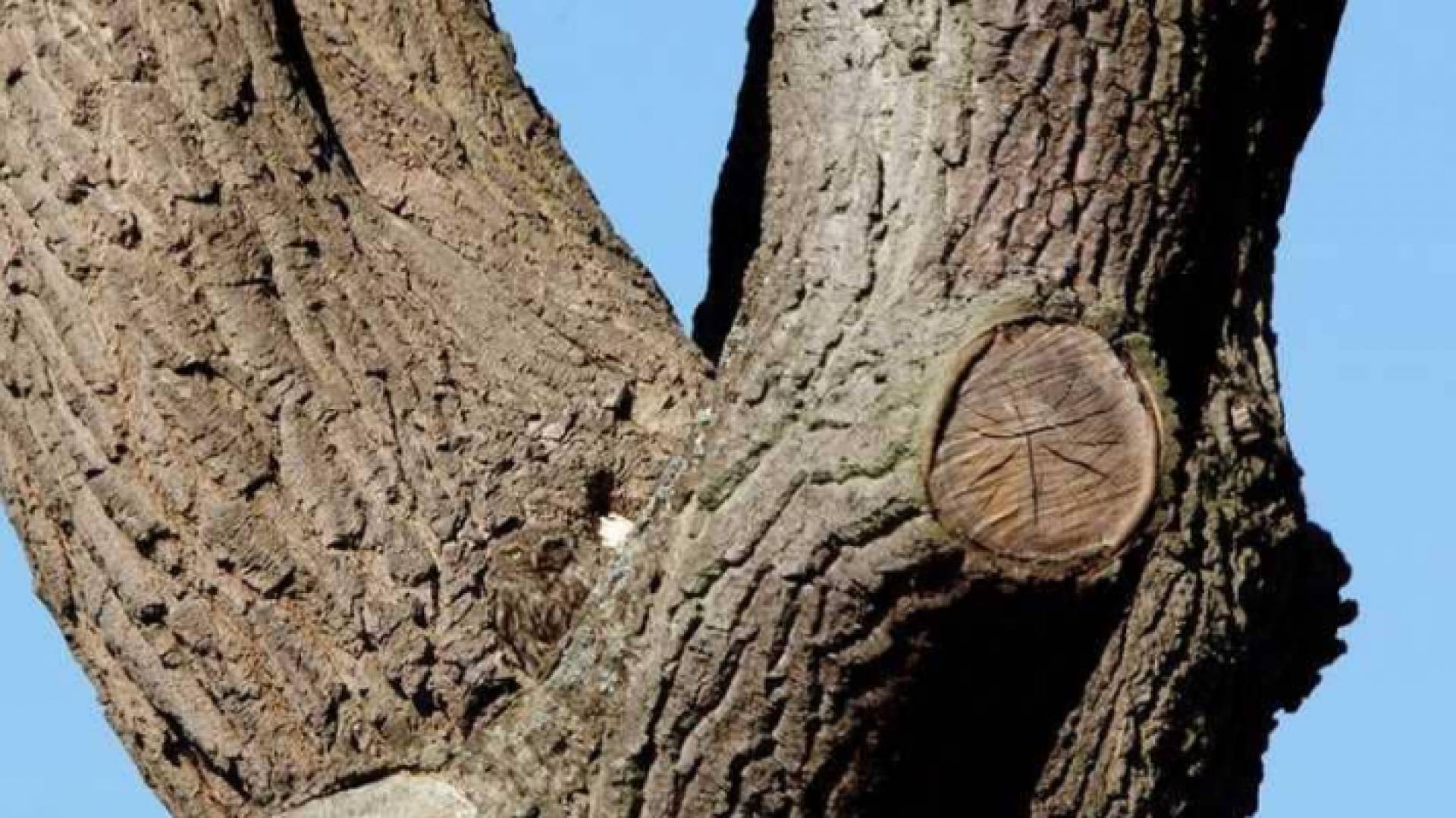 الصورة أثارت حيرة واسعة