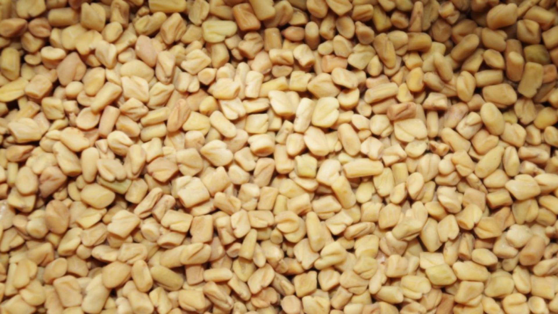 لحلبة تحتوي كميات معتدلة من النشويات ونسبة عالية من الألياف