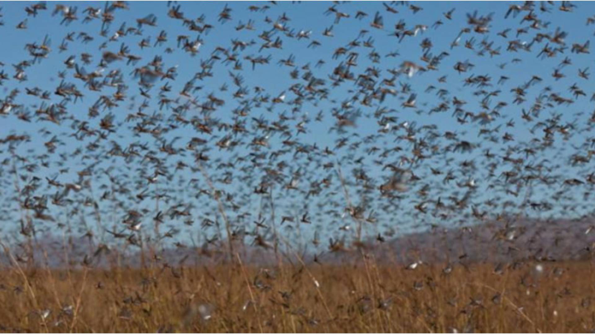 اسراب من الجراد - ارشيفية