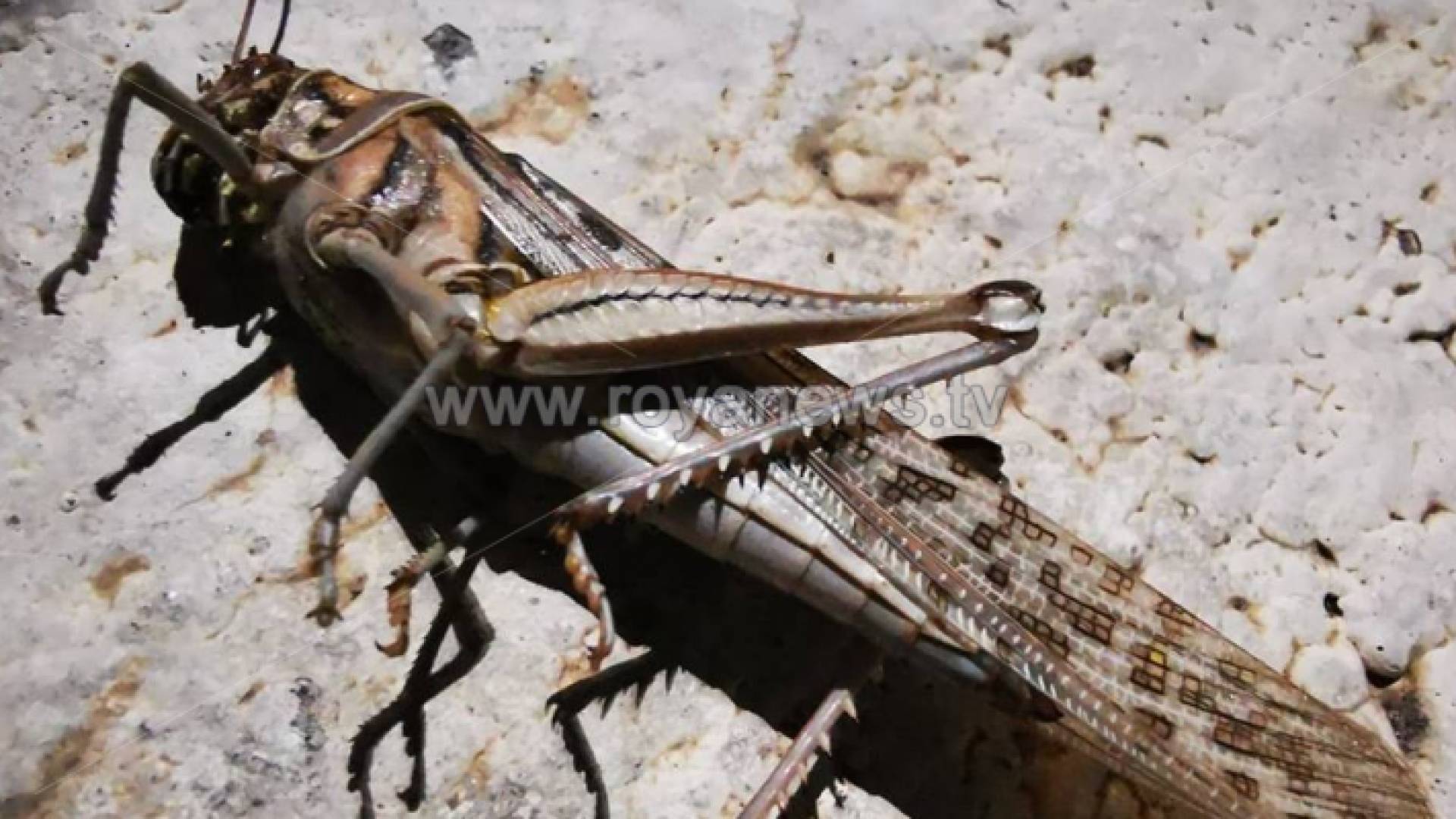 صورة أولية للجراد في العقبة