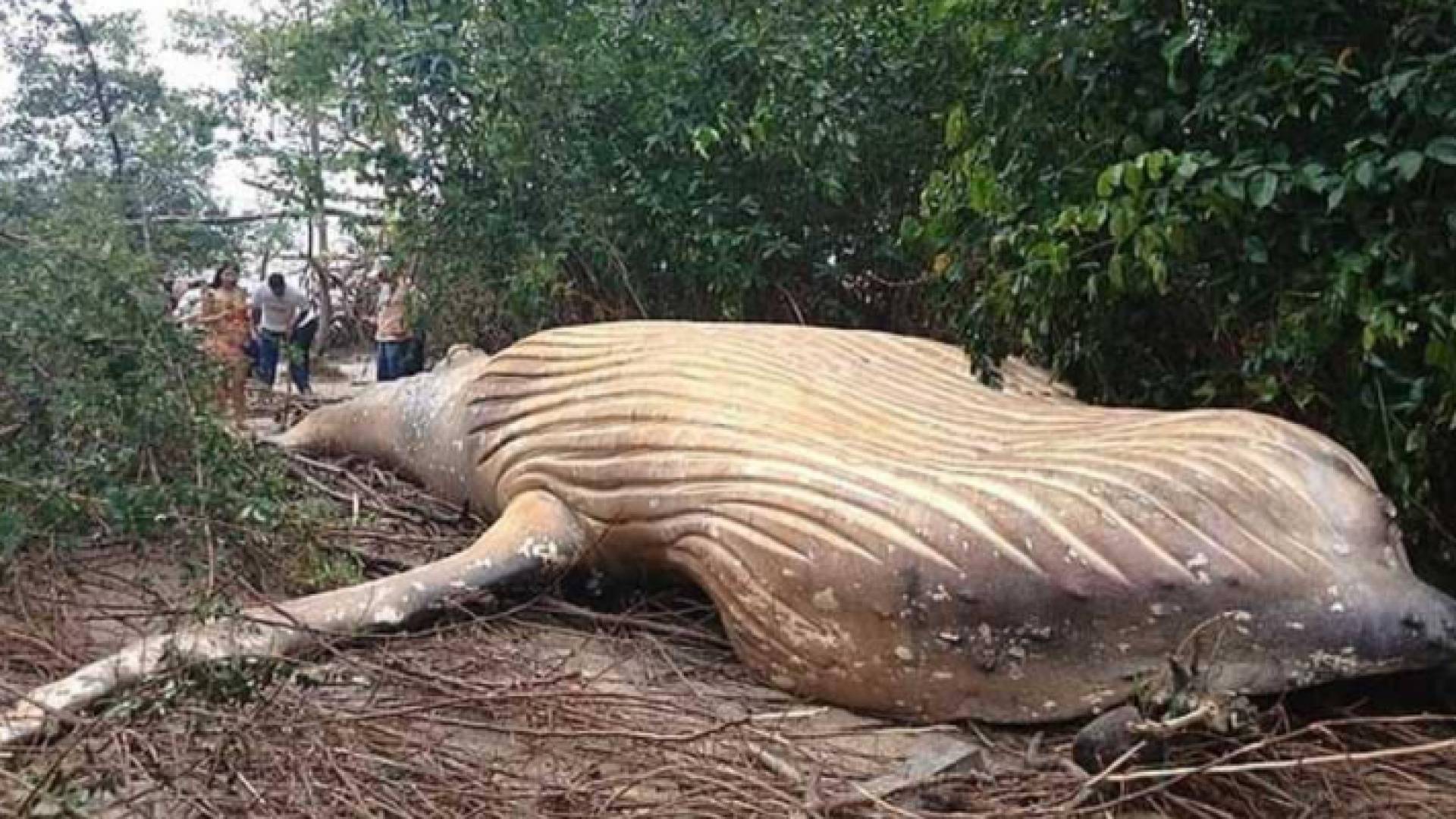 عثر على الحوت نافقا داخل جزيرة على مدخل نهر الأمازون