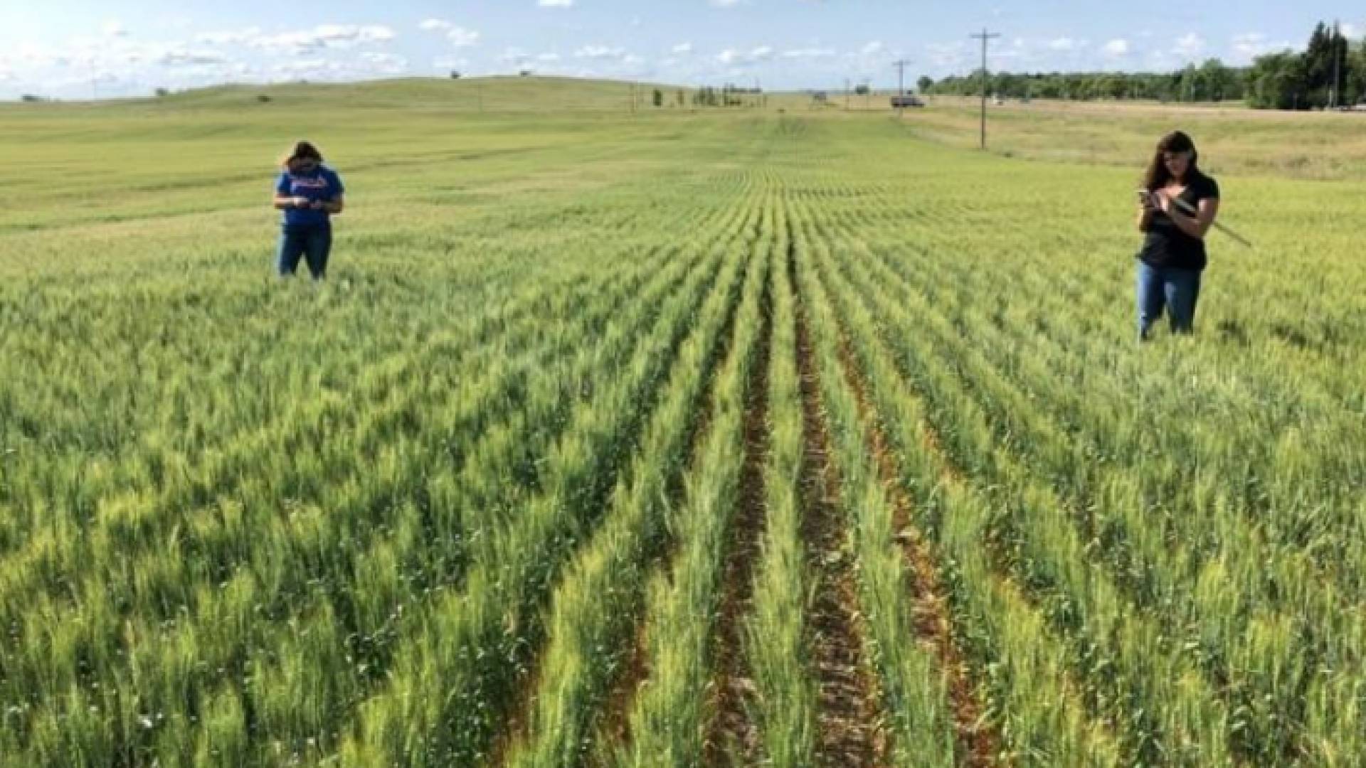 حقل قمح أمريكي