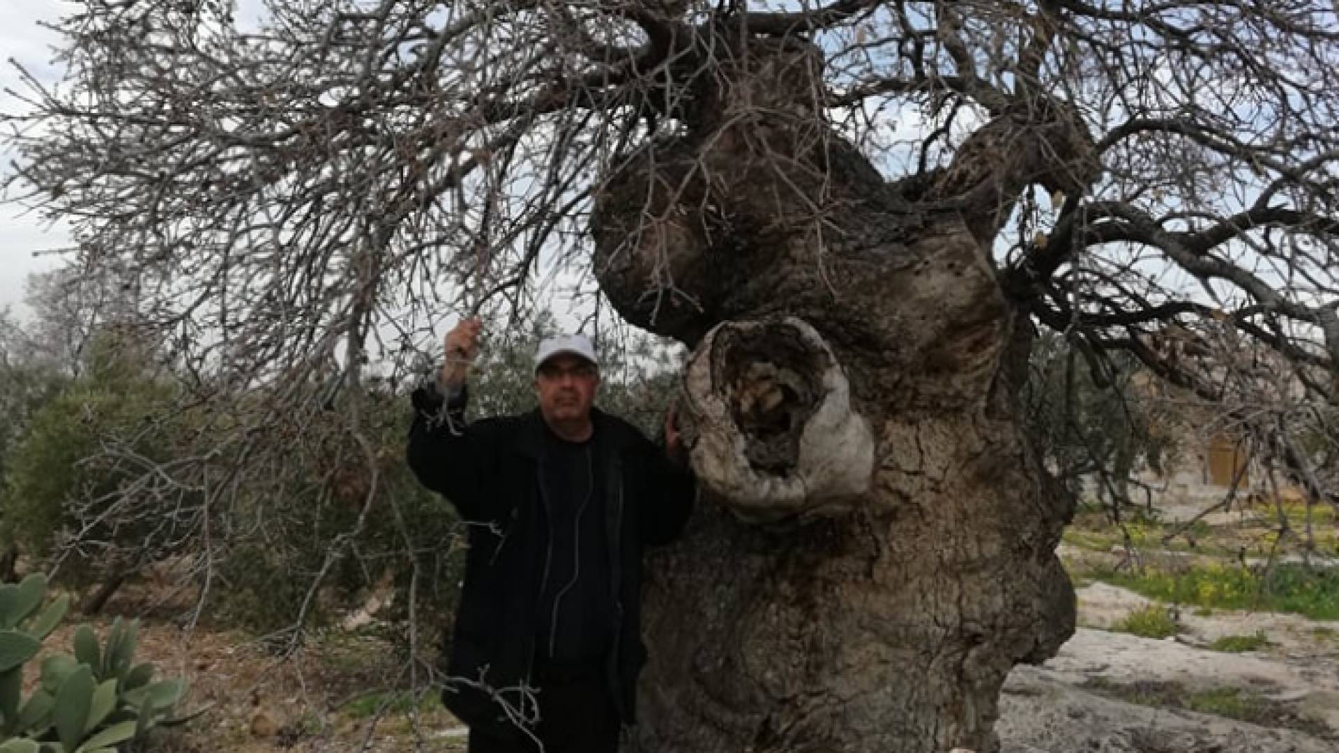 الشجرة تقع في مدينة اربد شمالي المملكة