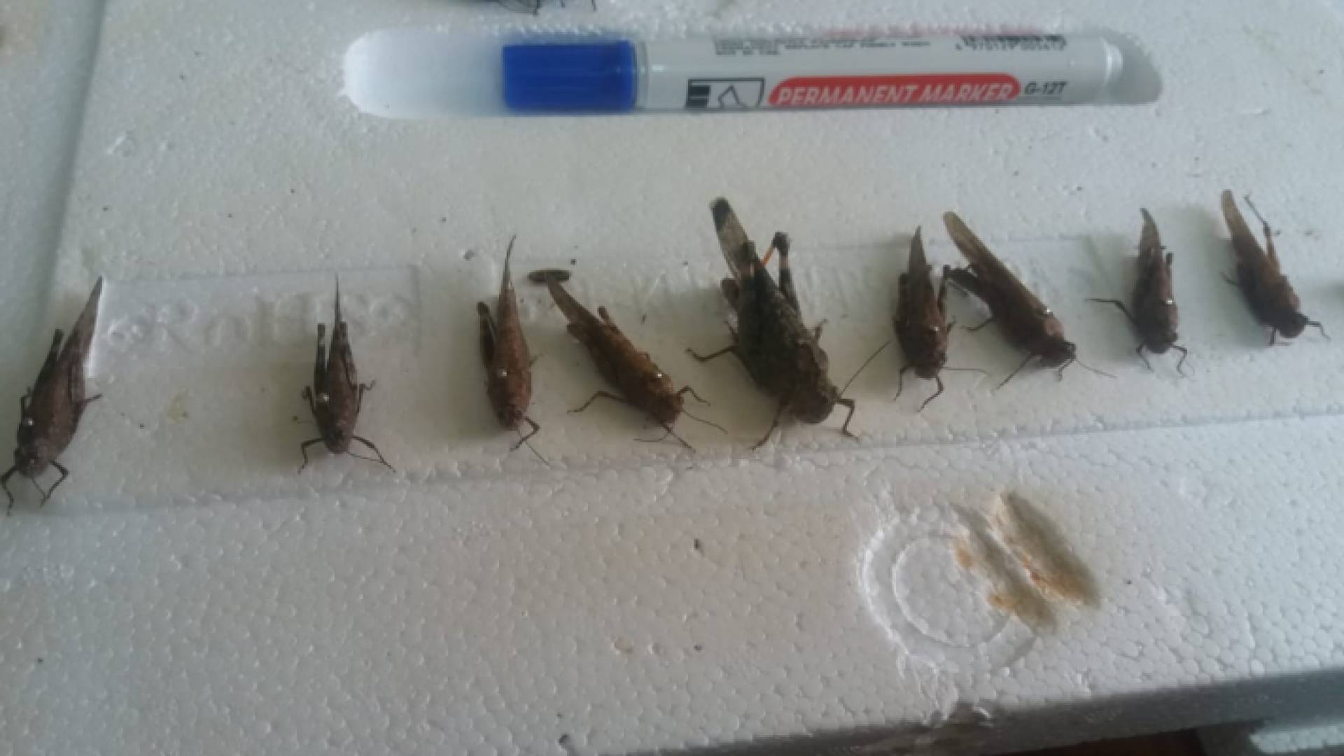 الزراعة تنشر صورا للجنادب التي وصلت الى الاردن