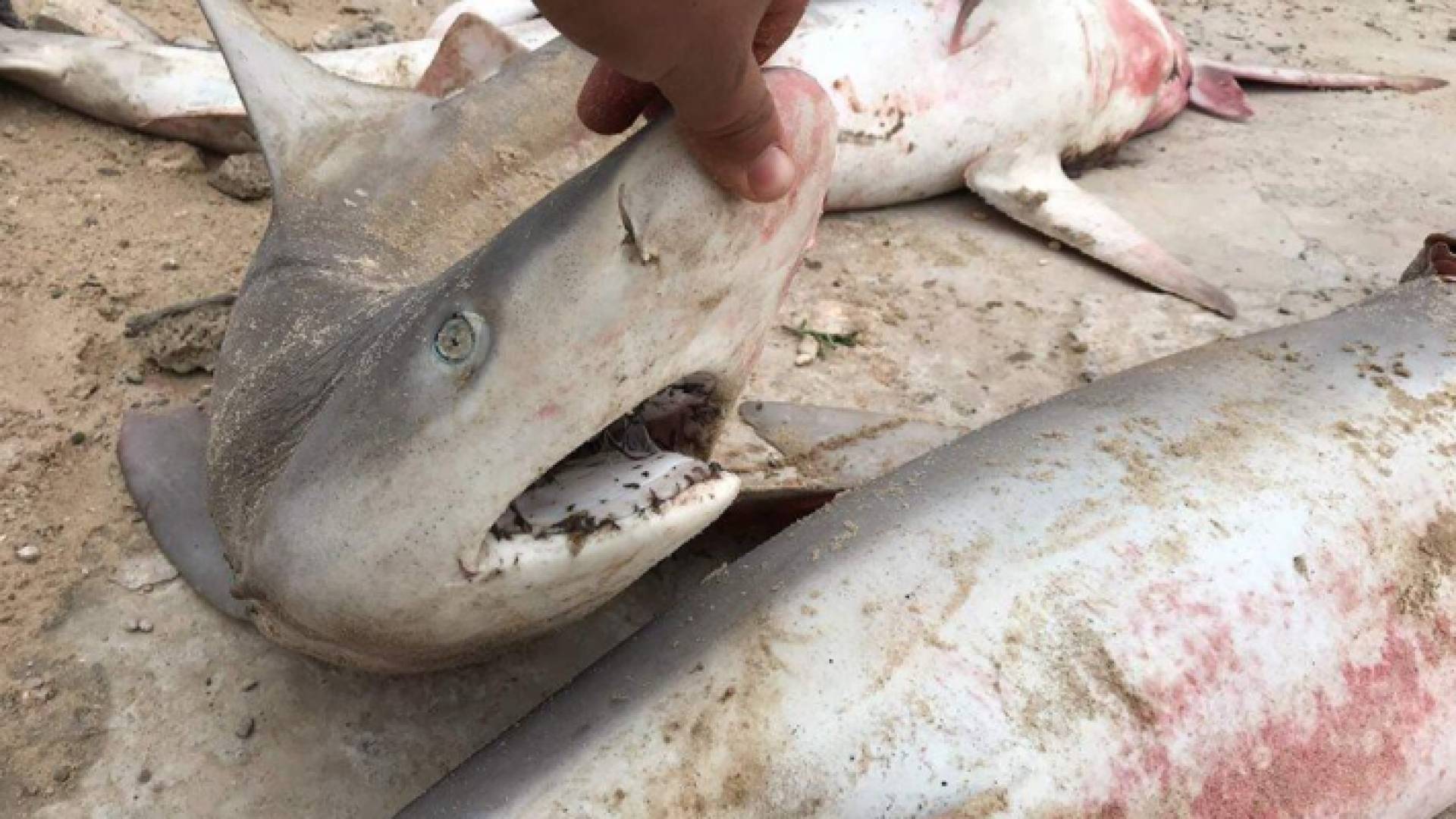 أسماك القرش