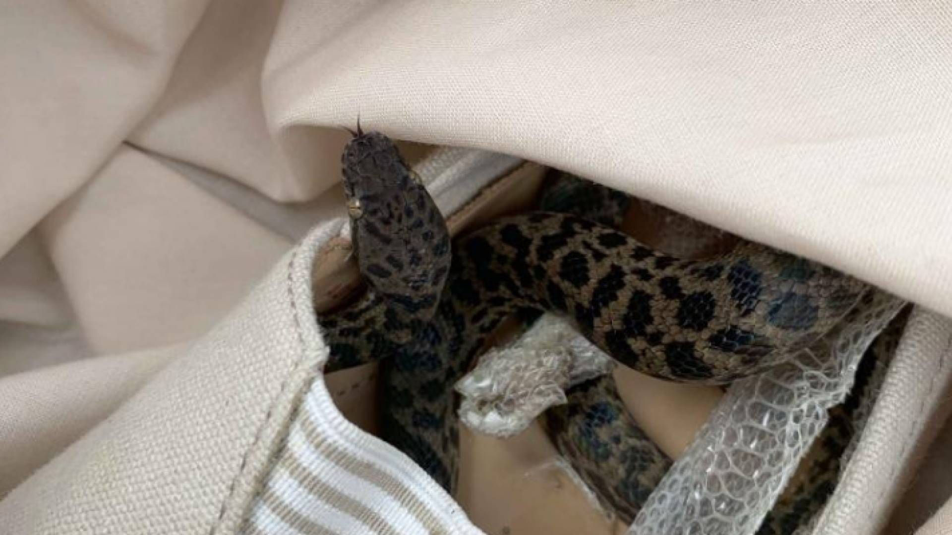 ثعبان يسافر آلاف الأميال على متن رحلة جوية داخل حذاء امرأة