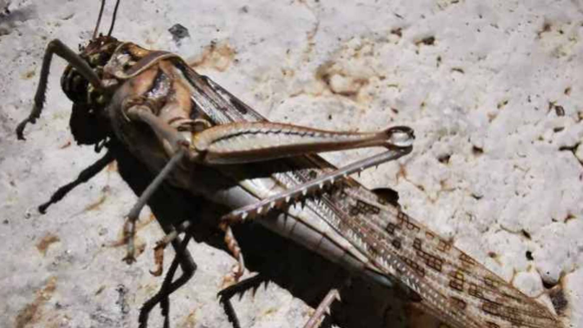 جراد - ارشيفية