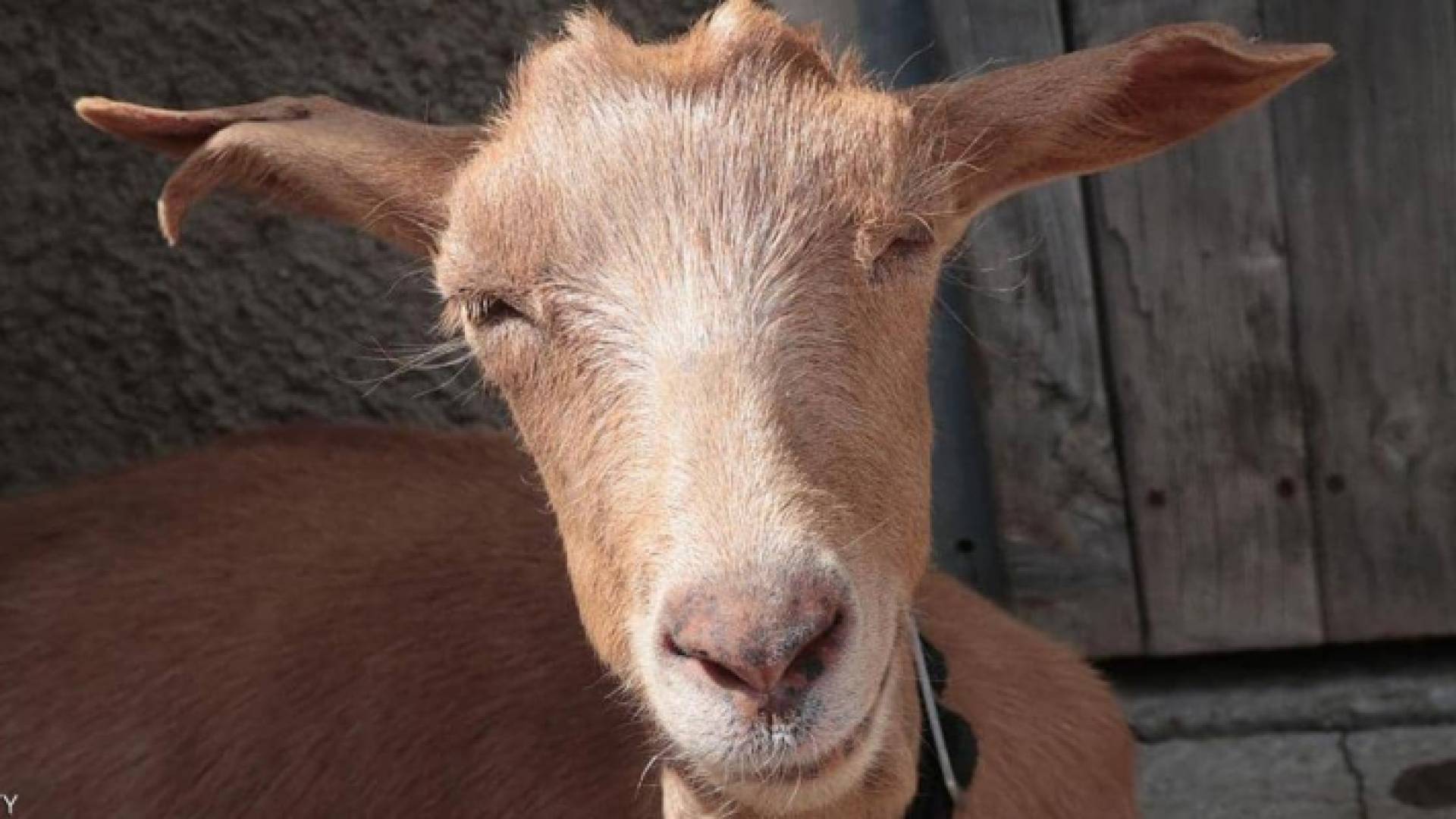 ماعز - تعبيرية