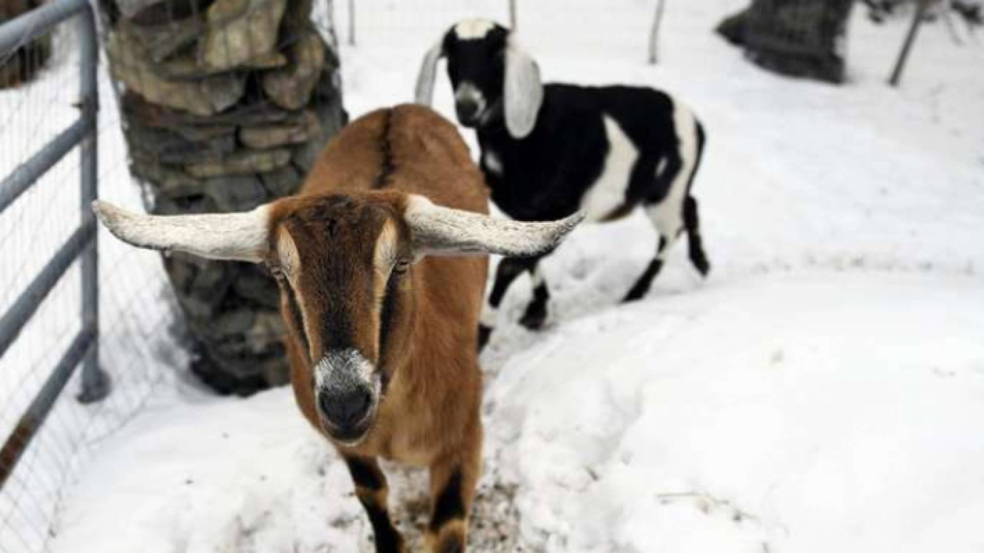 منصب العمدة هو انتخاب افتراضي ورمزي بلا أي مفعول قانوني
