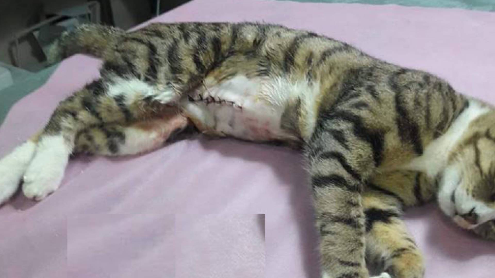 استئصال رحم قطة في رام الله