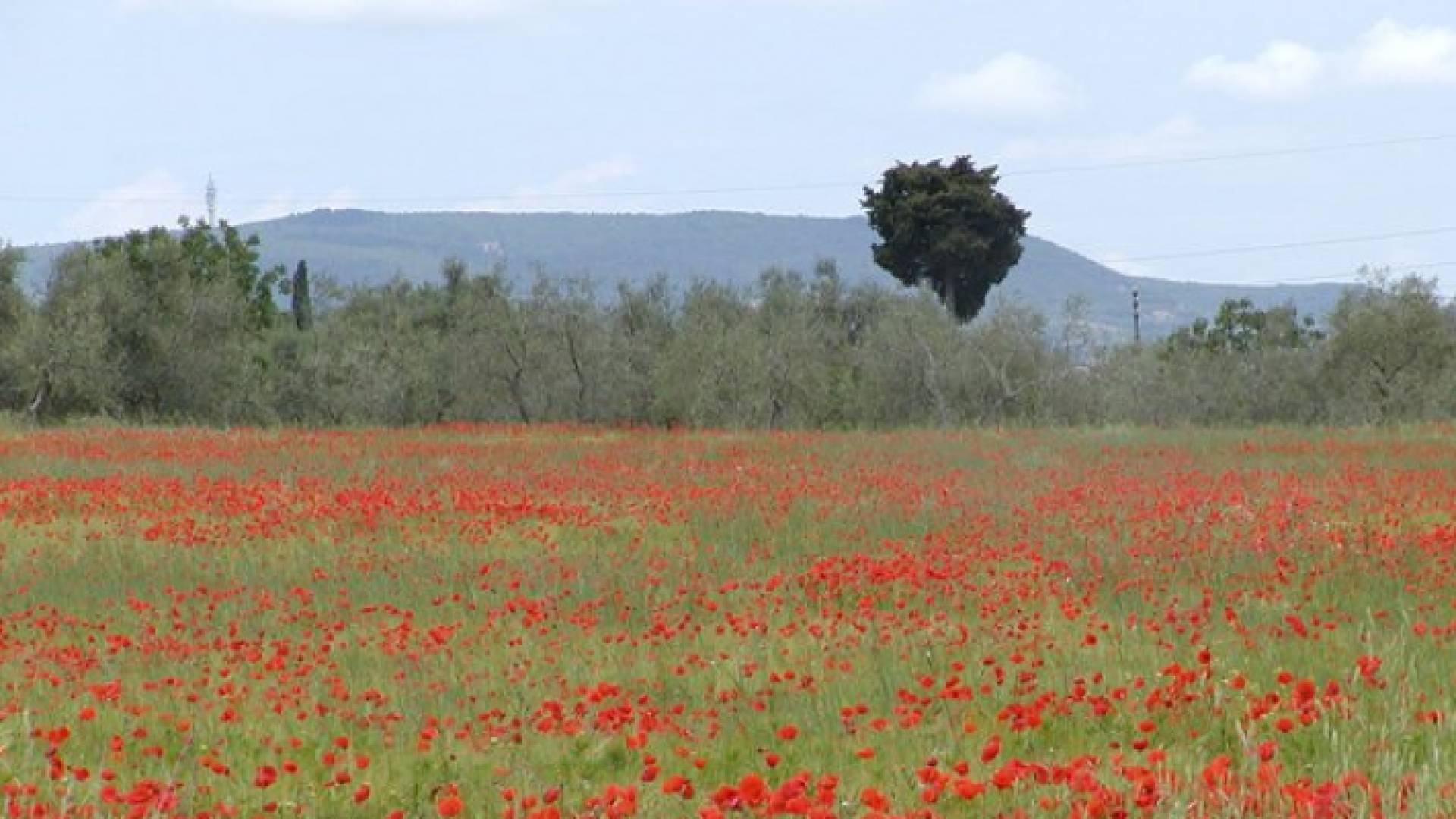 ربيع الاردن - ارشيفية